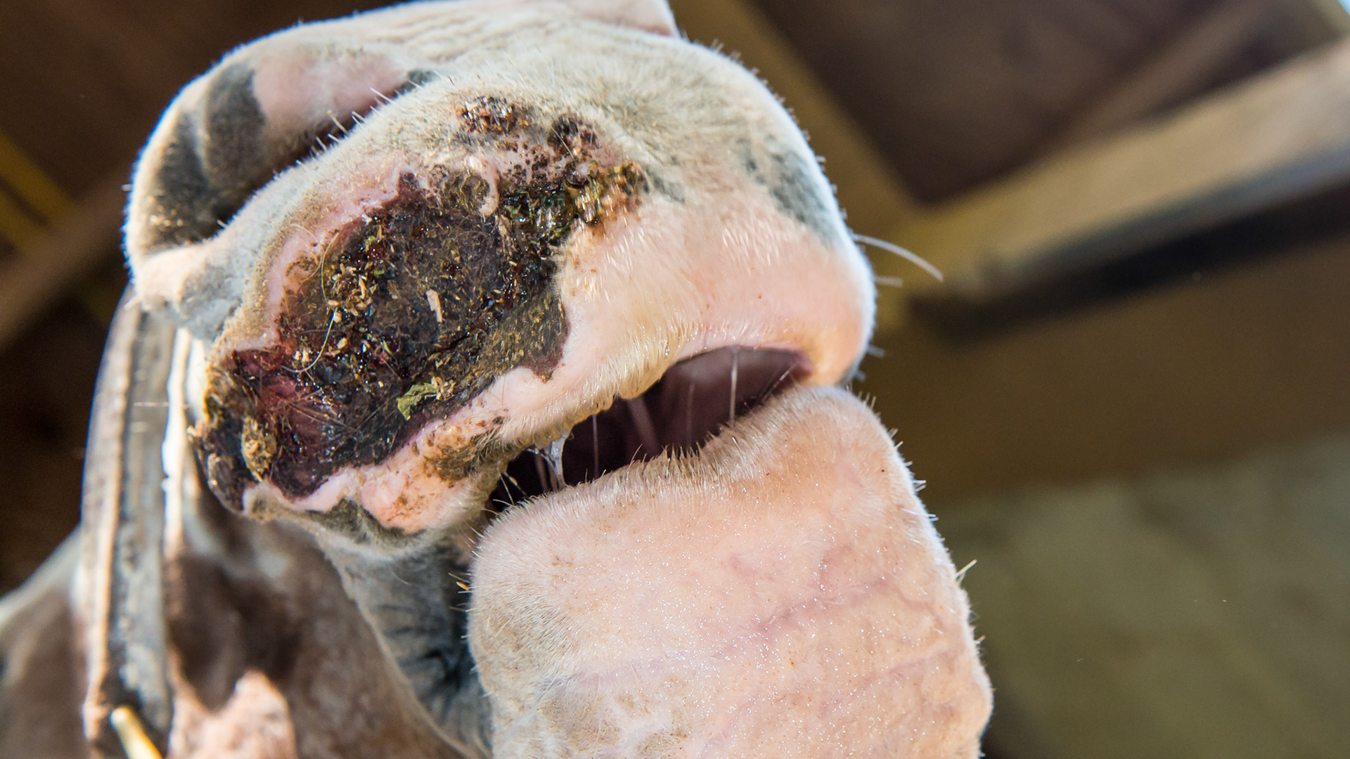 Well maintained squamous cell carcinoma on the upper lip of this 32 year old horse. He has had this for many years and it requires daily care to keep it clean.