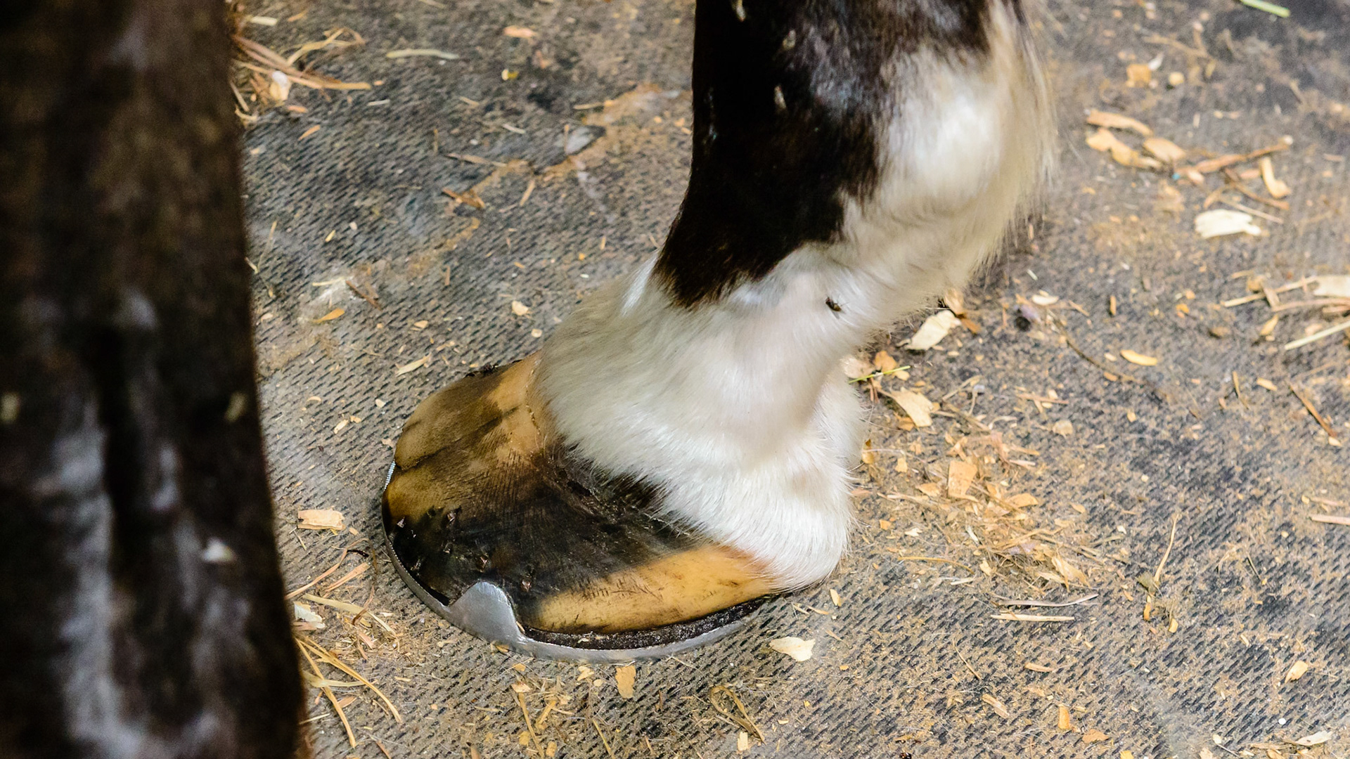 Broken pastern - hoof axis with under-run heels, crushed tubules and a cracked toe.  The shoe is set wide to the inside in an effort to bring the hoof fuller to the inside.  The clips are an effort to keep the toe crack from worsening.  The poor quality of hoof indicates this horse also has chronic protein deficiency which is an underlying issue with all that is seen here.