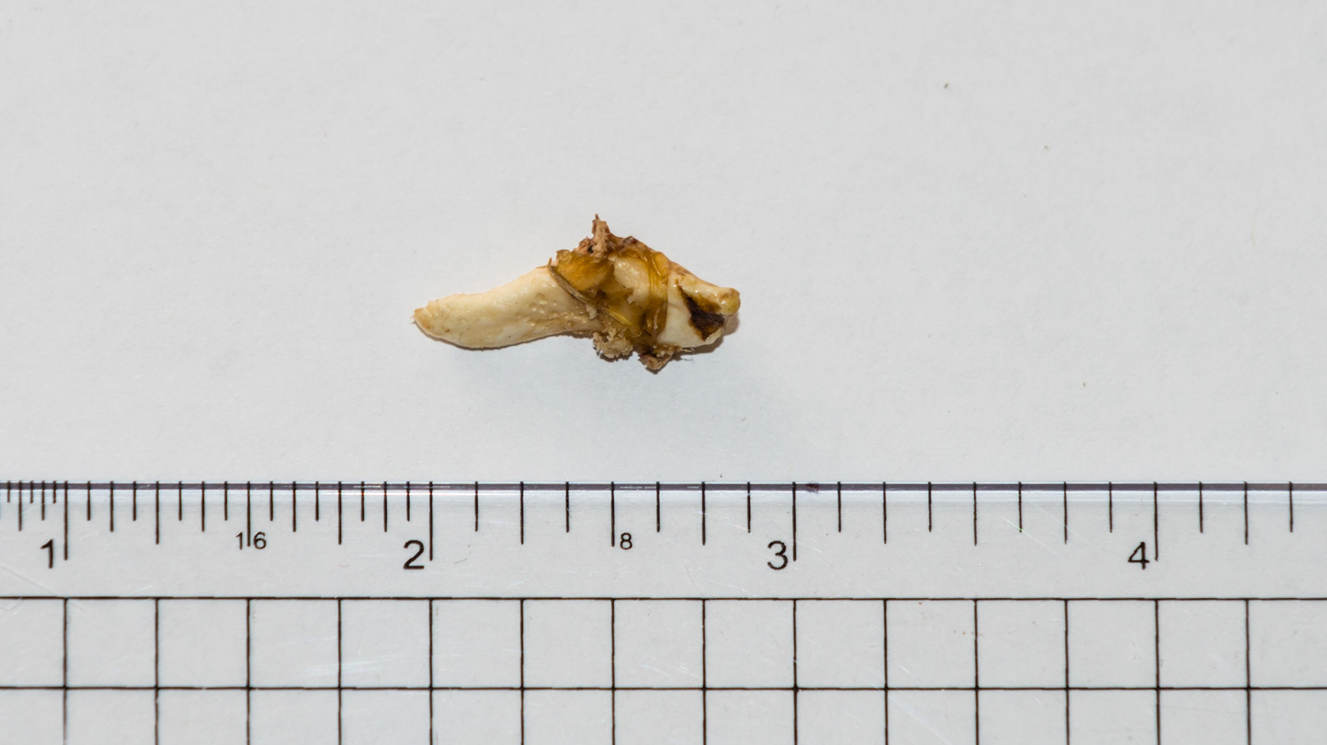 This wolf tooth shows the variability in shape of these vestigial teeth.