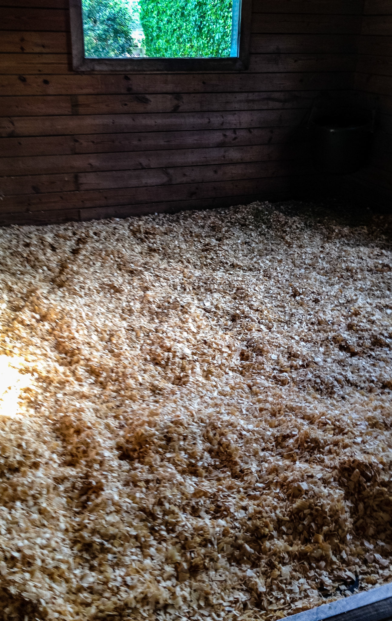 Wood shavings thick in a clean stall.