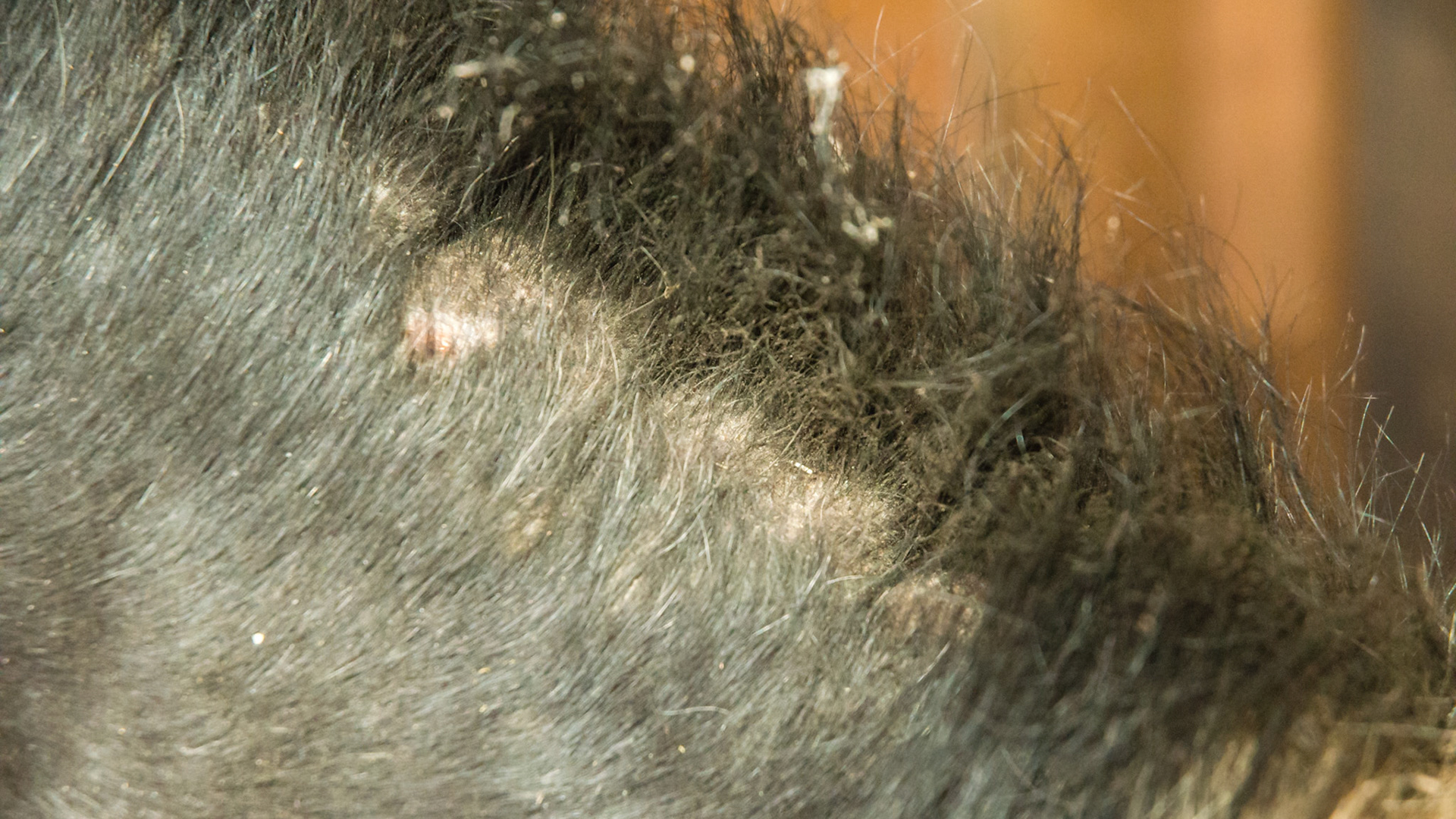 Horse A - culicoides (biting midges) sensitivity on the crest of the neck.