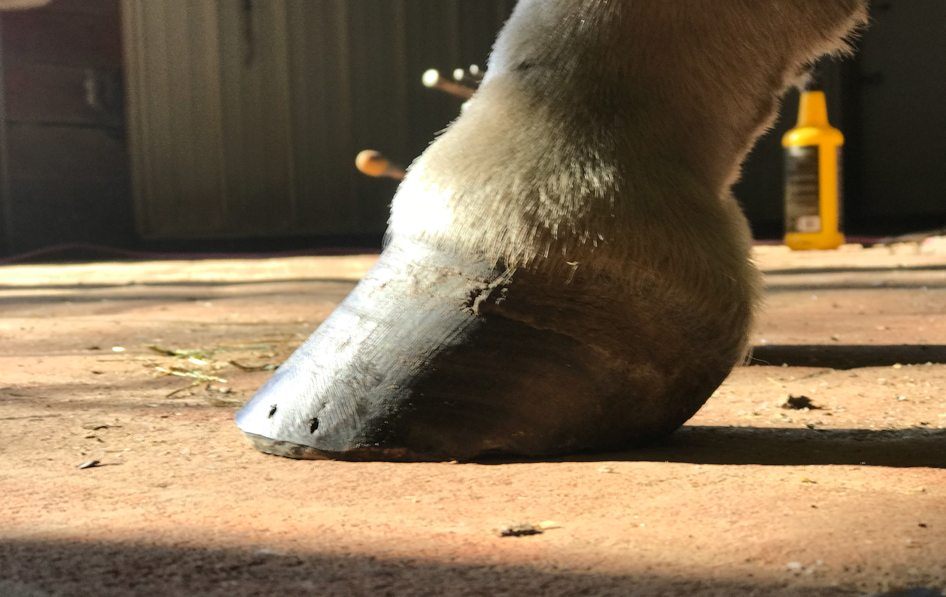 Broken pastern - hoof axis with under-run heels. Note the amount of distance from where the last part of the hoof touches the ground and the vertical line dropped from the back of the heel bulb.  An image from the sole view will show how far this hoof is under-run giving no support to the caudal part of the hoof.  This confirmation is classic for the development of caudal heel pain / navicular disease which this horse has been diagnosed with.
