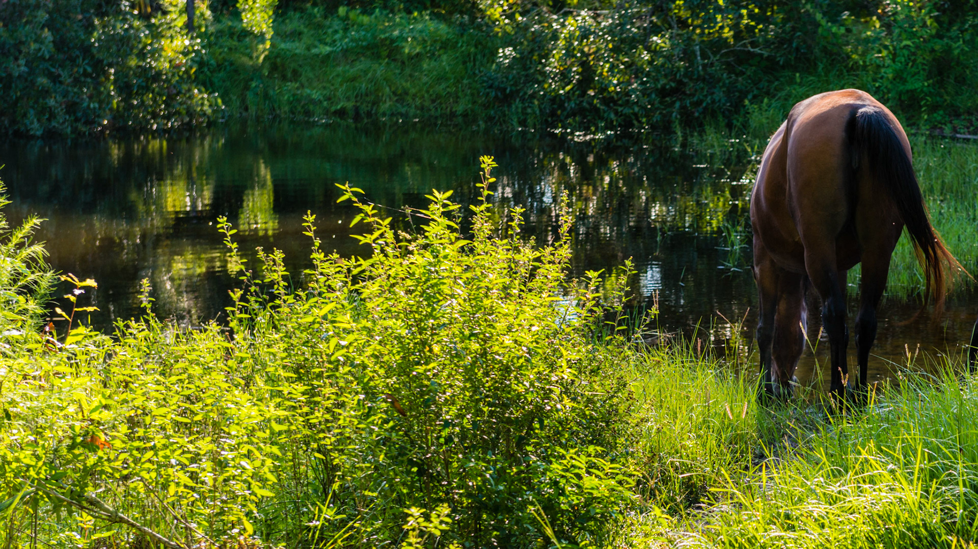 A horse drinks from a pond as her only source of water in south Florida.
