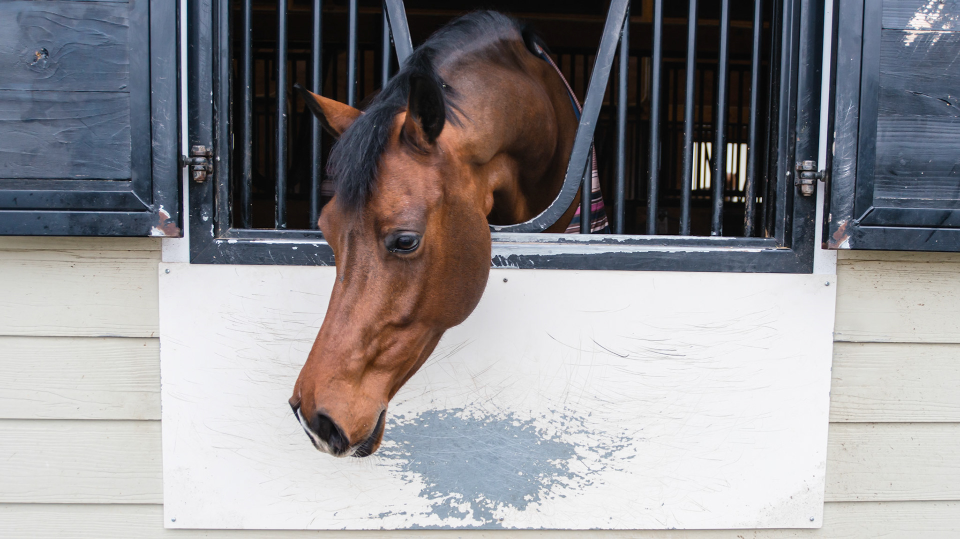 Stable vice - self trauma and property damage.