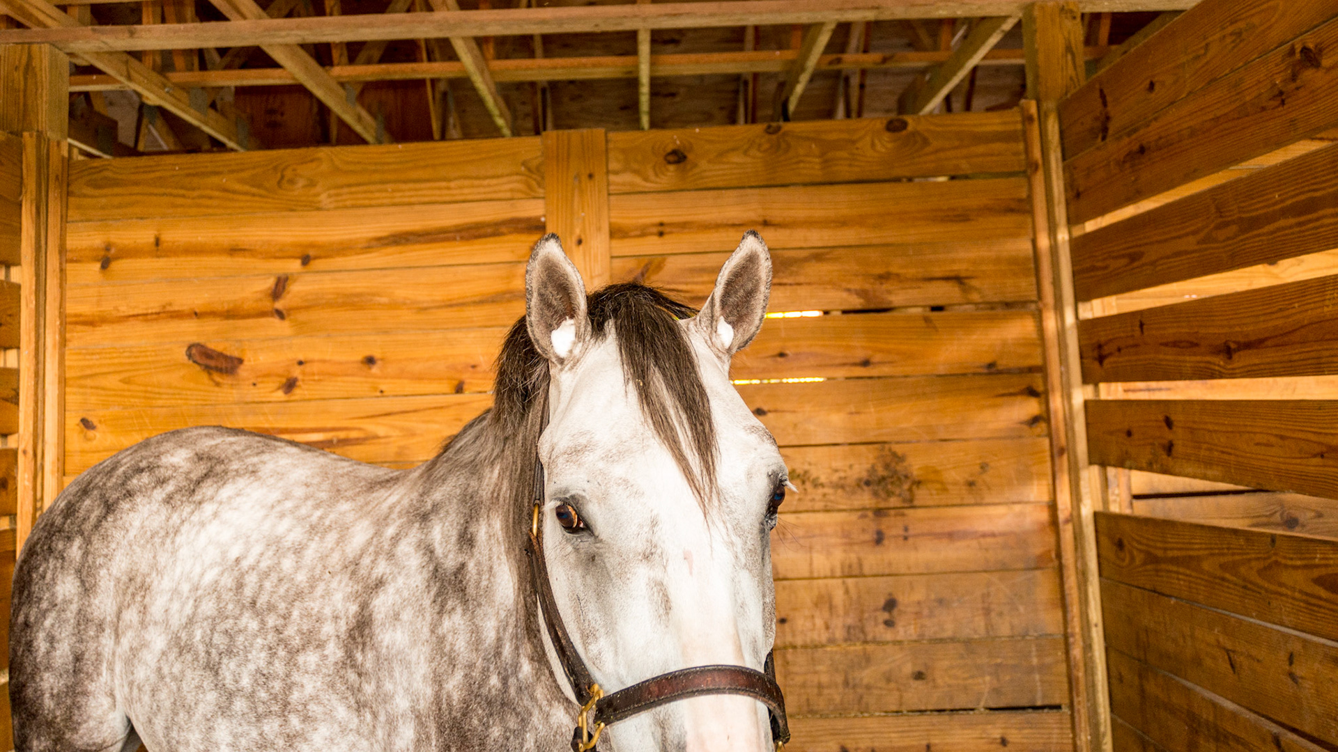 Cotton ear plugs are commonly used by grooms and riders to help the horse remain focused.  They are also made of foam rubber and can be colored to hide their presence.
