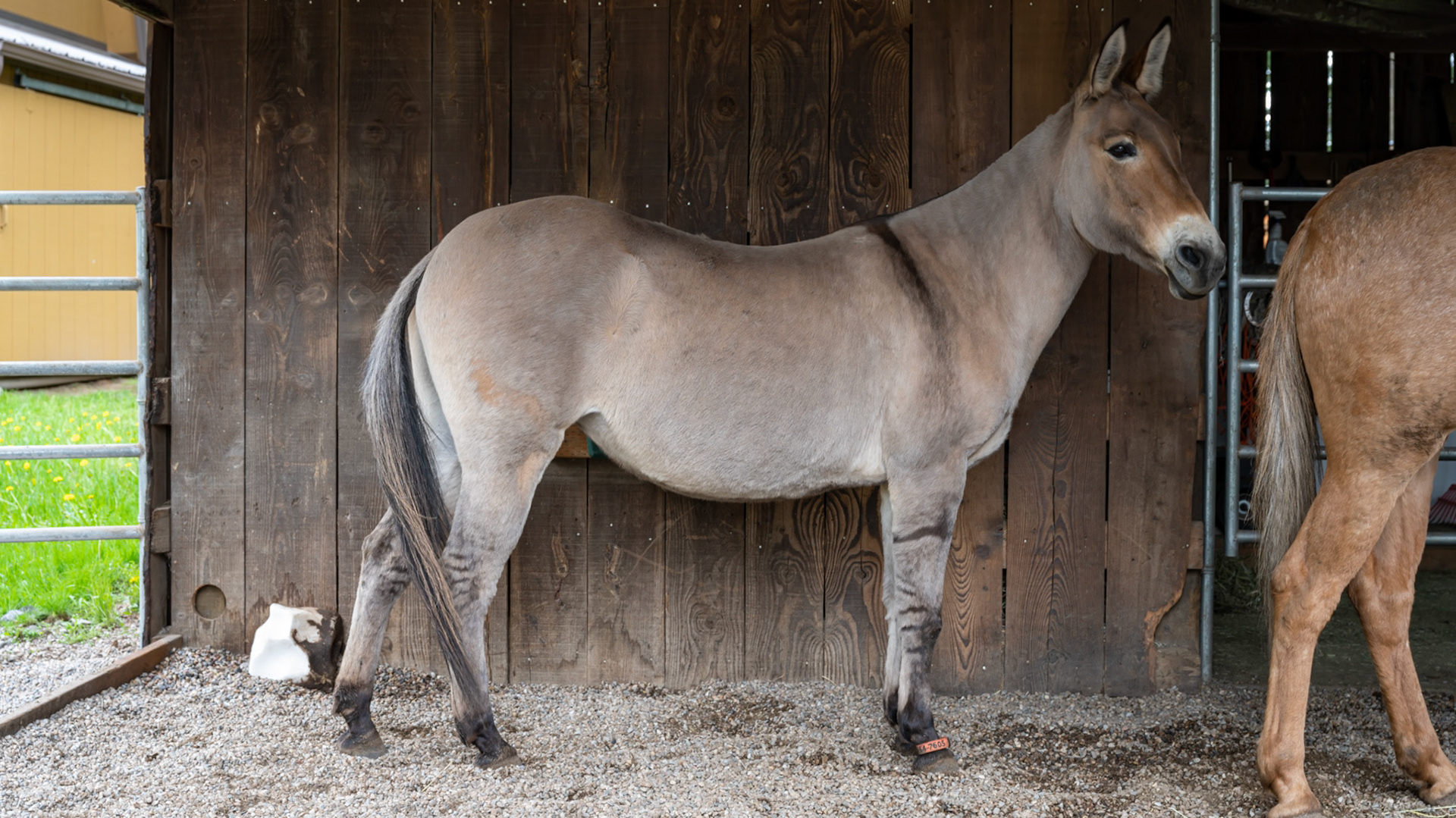 Mule - zebra striped legs. Note the permanent bracelet on the RF with the phone number for ID.
