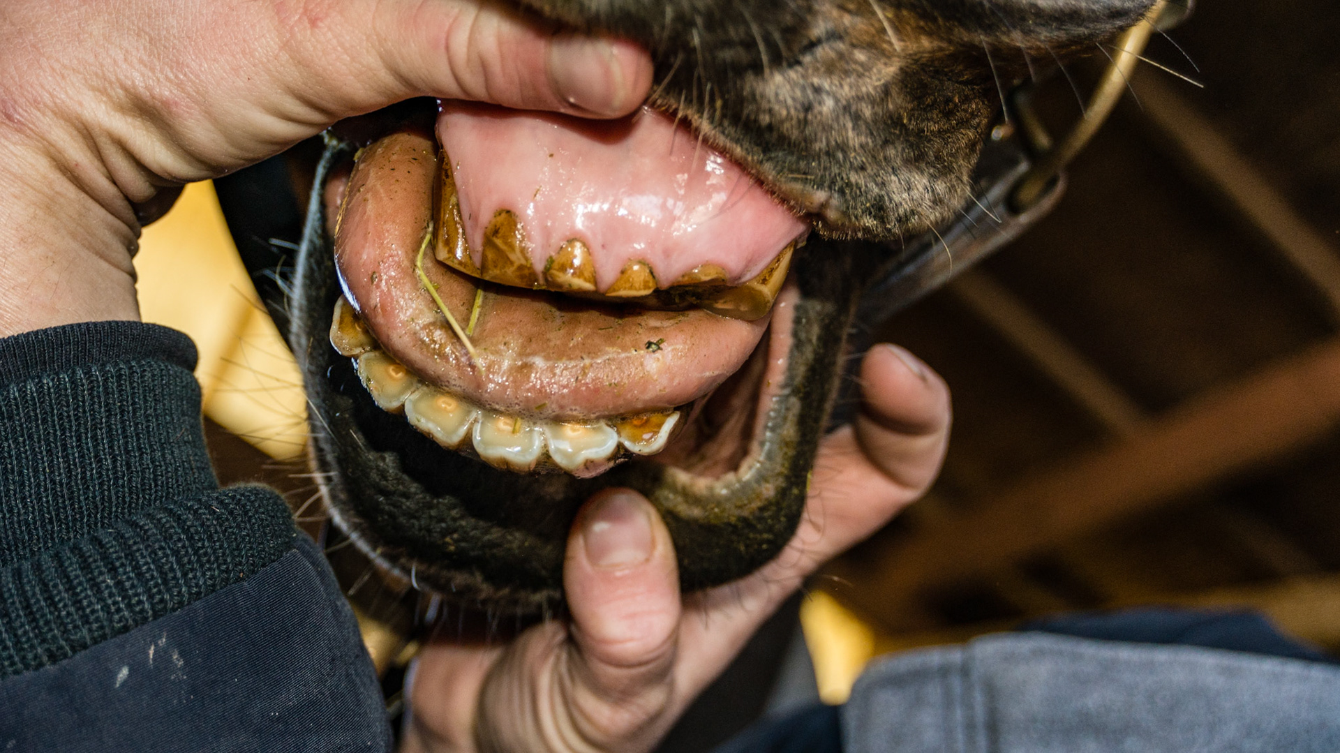 Horse B - 32 year old cribbing all his life