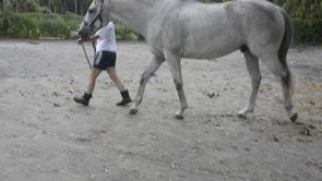 A lame horse being examined - see the video.