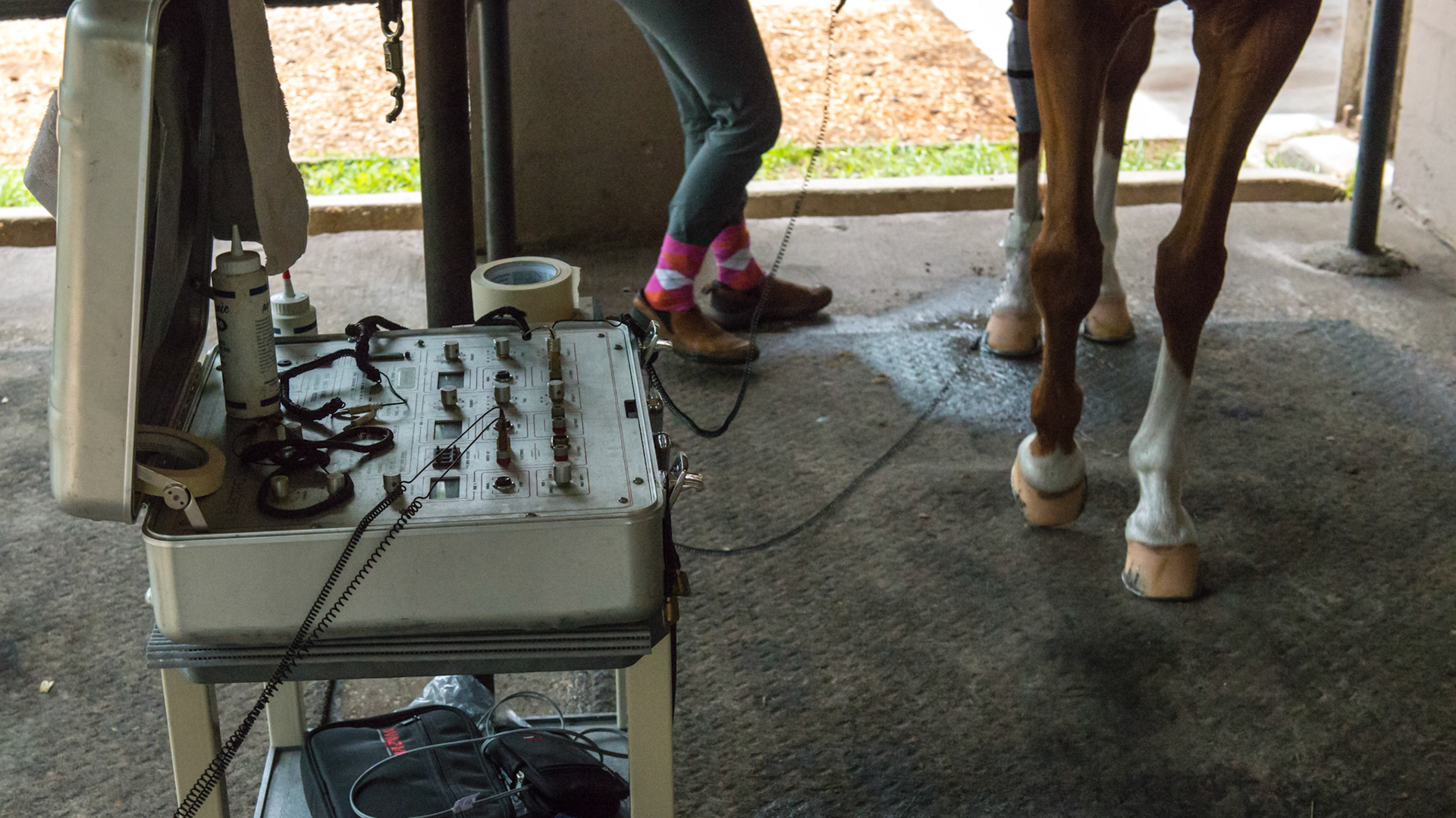 Electroacuscope being used by a physical therapist on 2 horses. First it identifies parts of the horse that have been injured and the structures are not reading the full action potential being produced by the spinal cord. Second, it then treats the area by opening the CNS neuropathway allowing increased circulation and decreased inflammation.