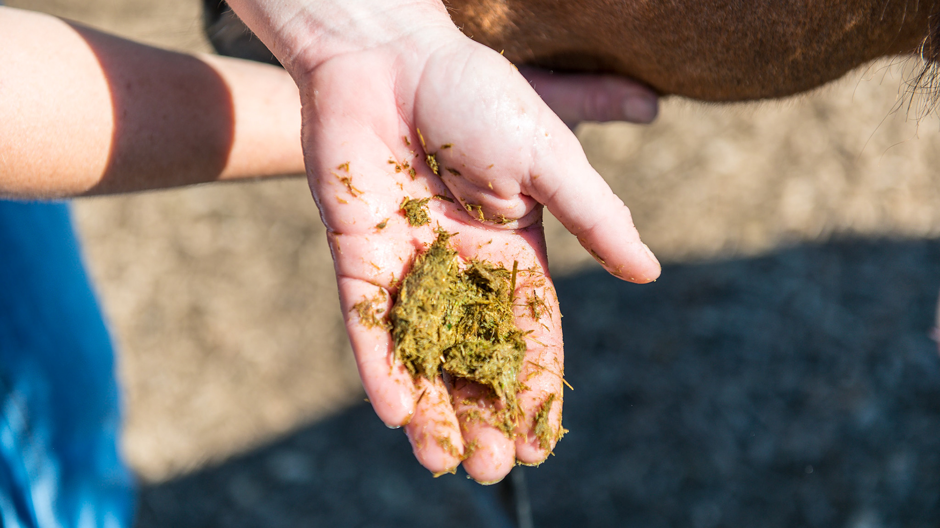 Melissa pulls out the 4th handful of packed hay.