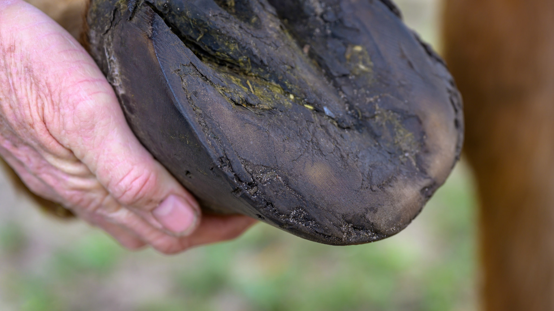 This is a chronic case of laminitis where the sole pad has thickened and hardened to protect the underlying coffin bone.  The hoof wall has thinned and eroded and no longer offers support.