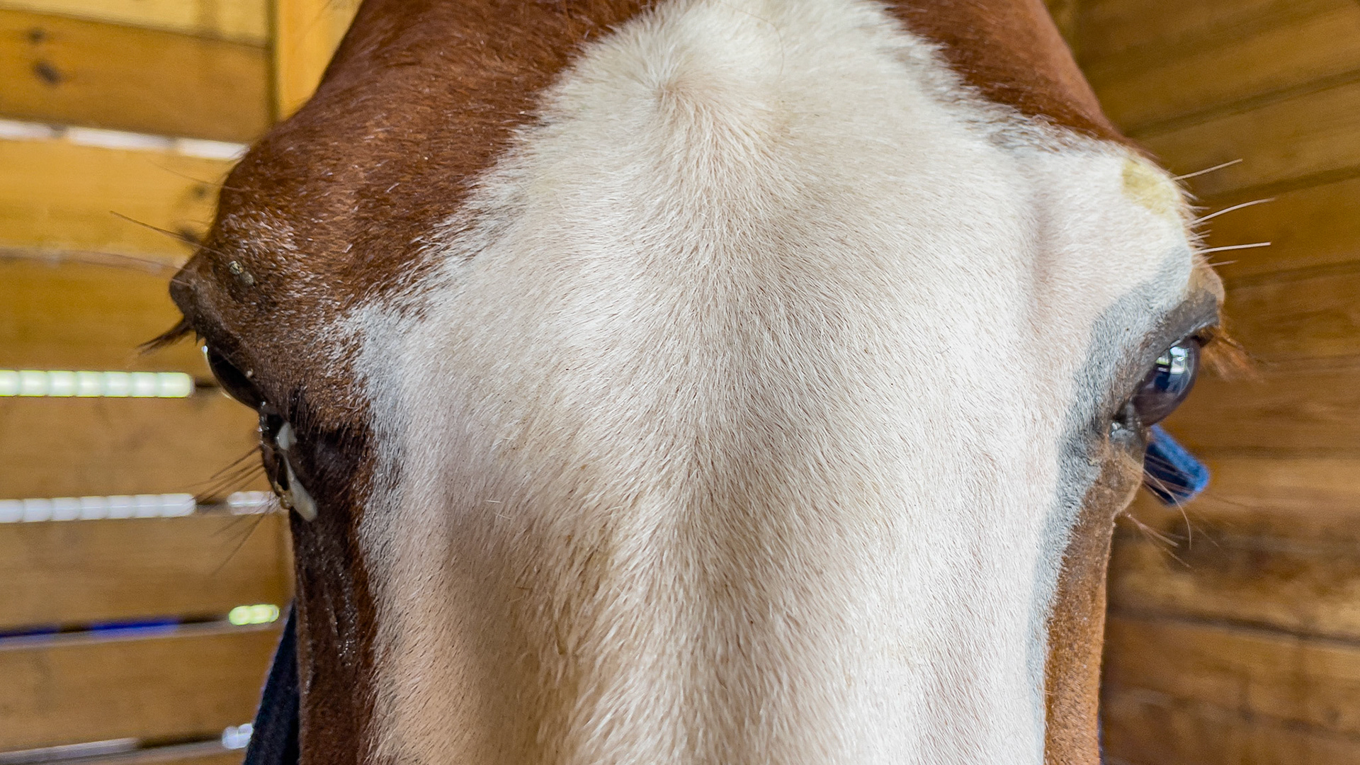 Chronic discharge from the right eye. Daily madications are applied but the cause is unknown.