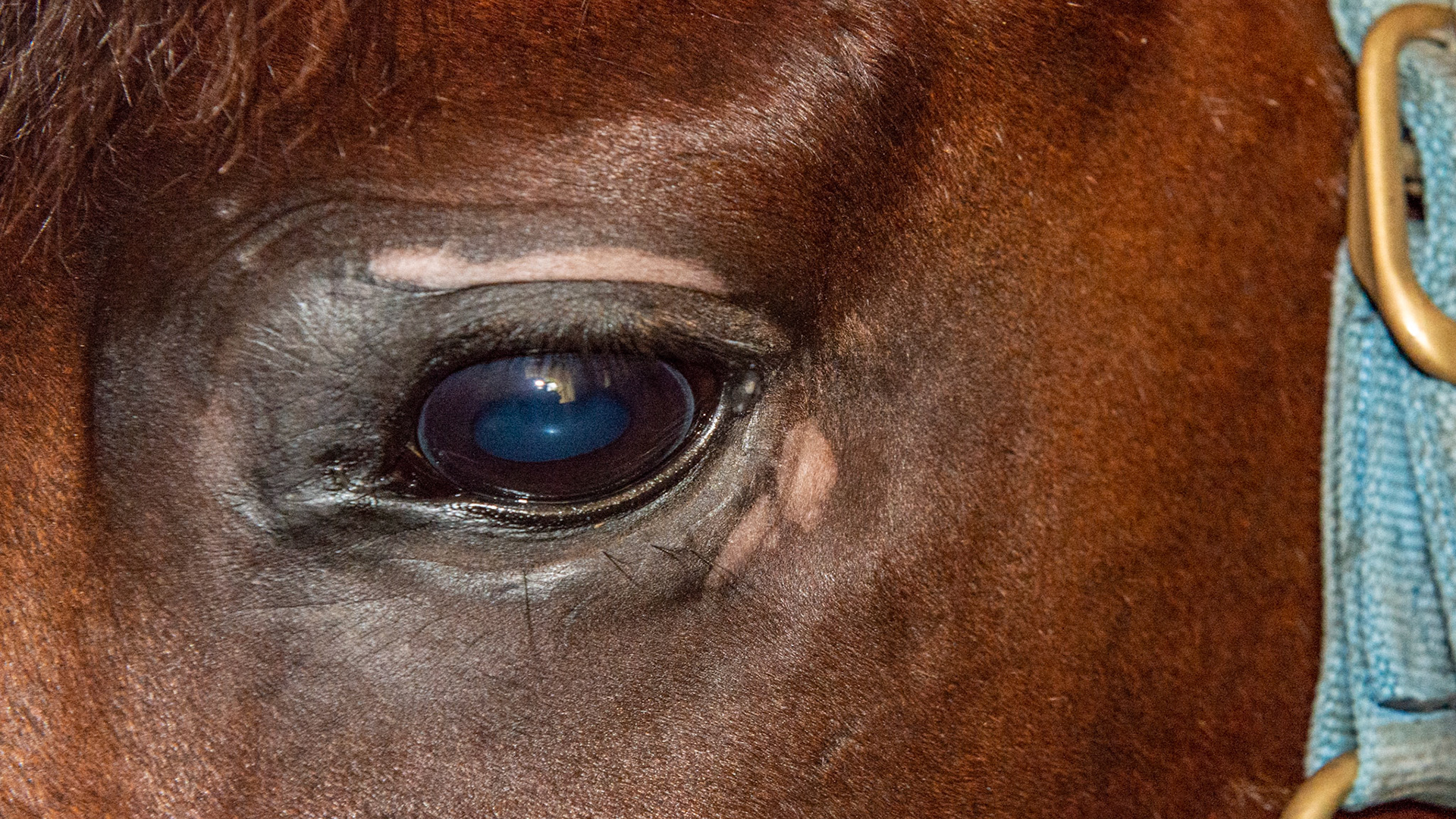 Depigmentation - This horse came to the farm 8 months ago (spring) with this loss of dark pigment. A fly mask was used immediately and the pink areas returned to black. Then about 4 weeks ago (September) the depigmentation occurred again. Some believe it is a mineral deficiency (manganese and zinc plus others) but there is no consistent cause or treatment. It does not bother the horse.