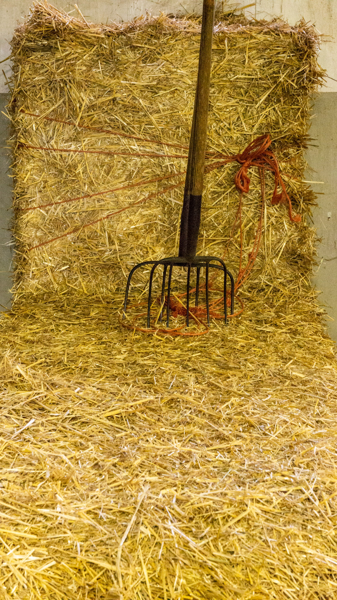 Wheat straw used for bedding horses with the metal pitchforks used in its distribution.