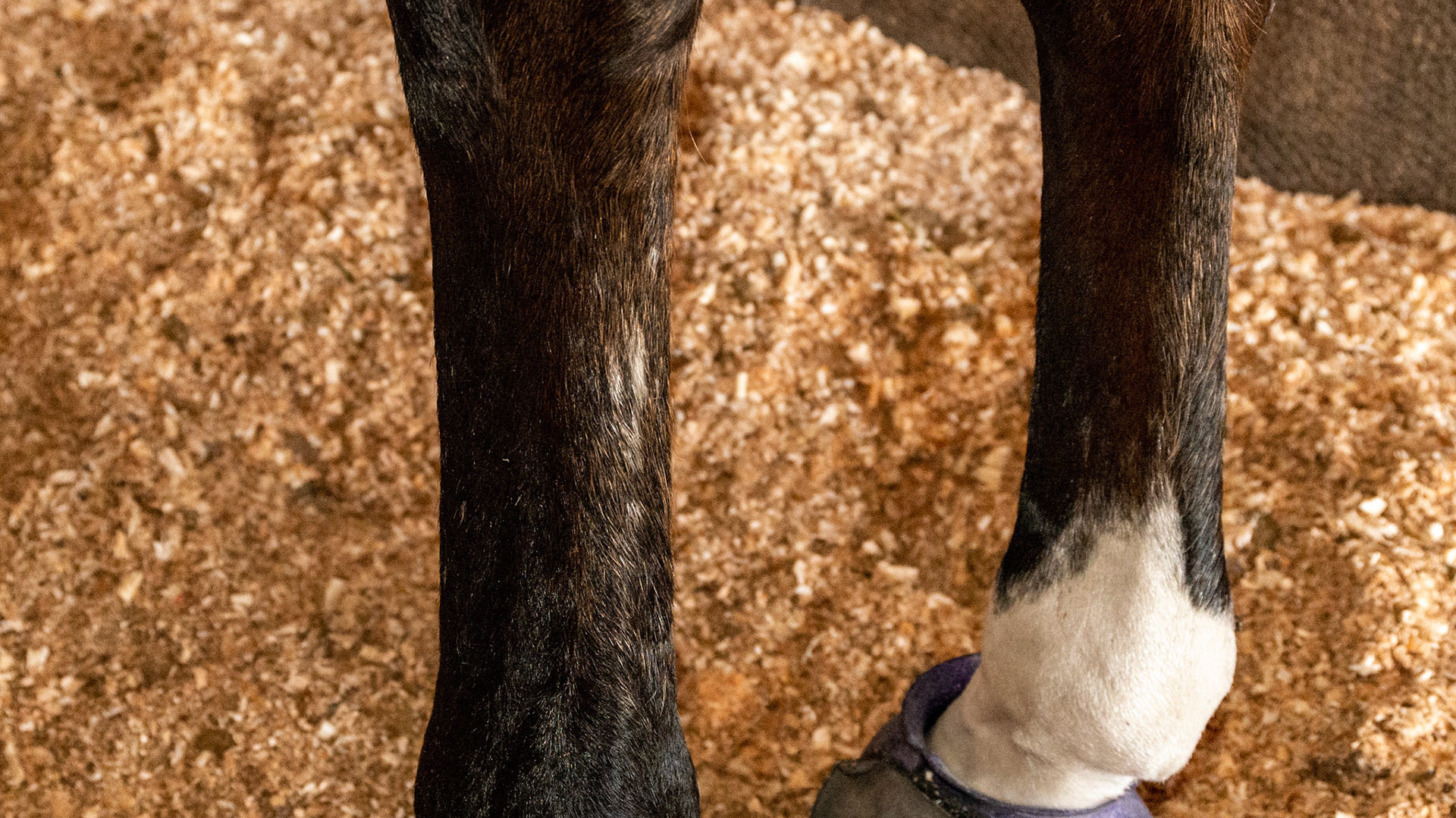 White scar hairs on cannon bones