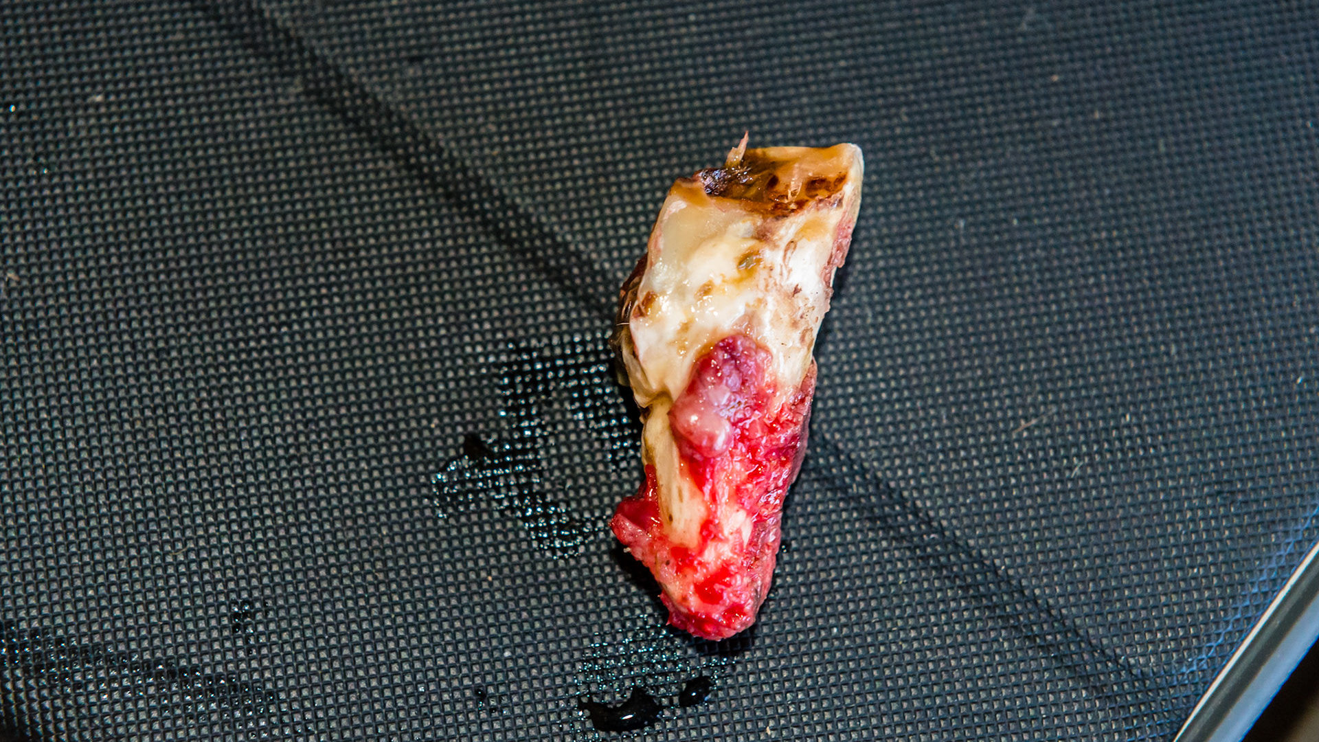 Examples of end stage teeth where the cheek tooth is held in place by only a few tufts of tissue (red). These teeth wiggle under finger pressure and are often extracted by fingers or a slight tug with forceps.