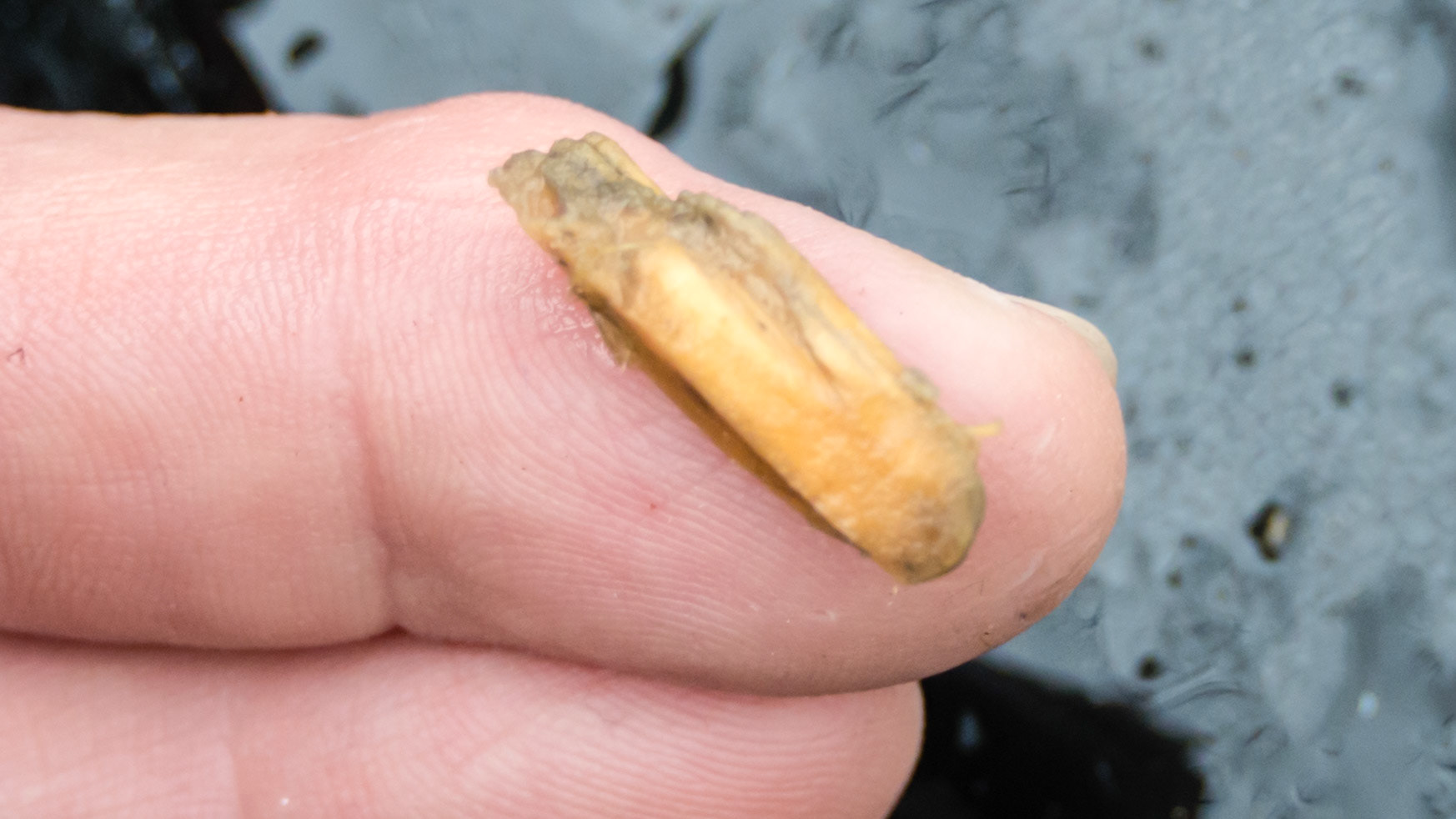 Wood piece from shavings stuck between 406 &amp; 407. This was an incidental finding during routine floating but for the horse, there was tremendous relief. These foreign objects can become a focus of attention for the tongue. In ourselves, it can be very distracting.