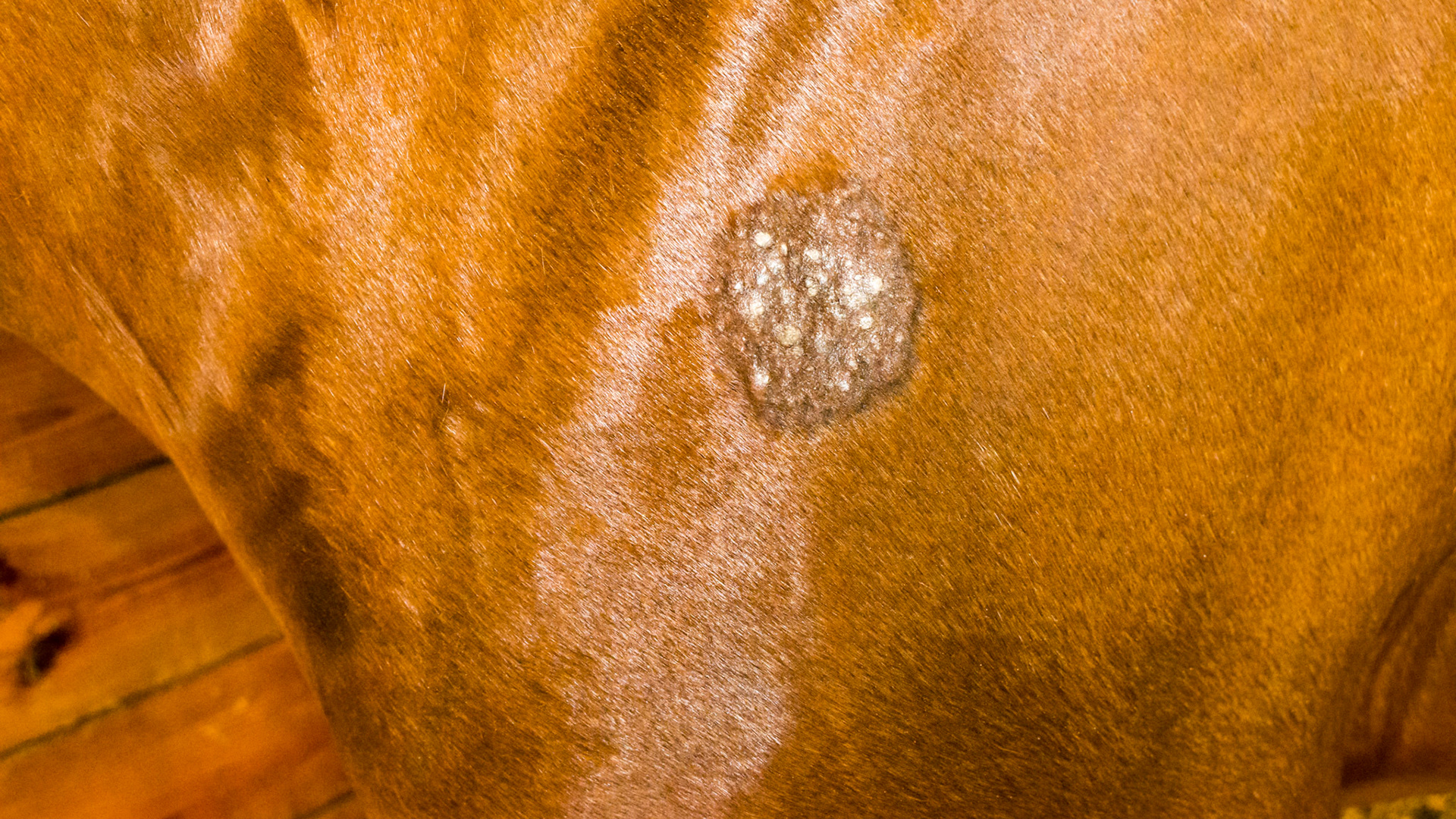 Equine sarcoid on the shoulder