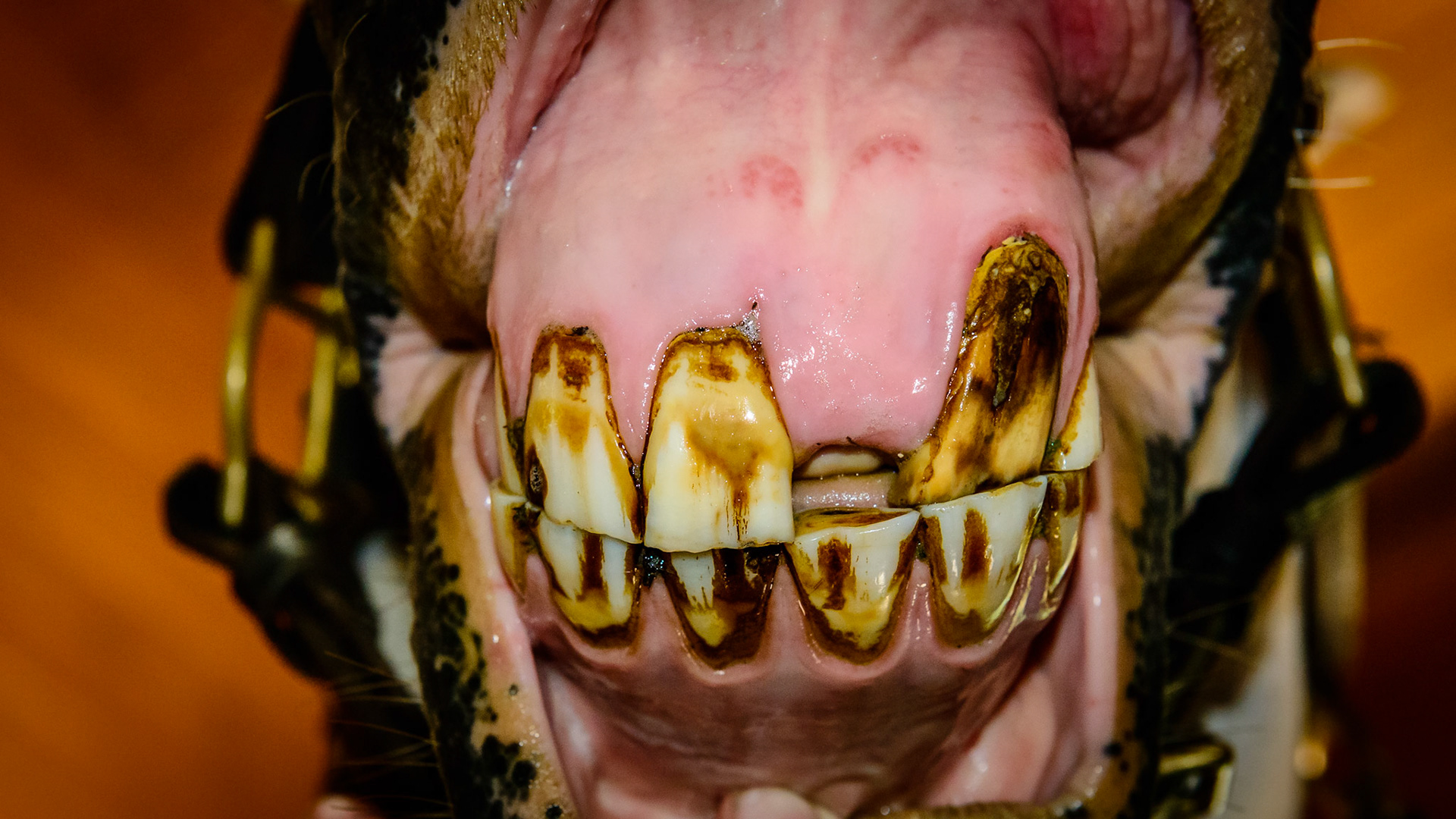 Incisor tumor -The incisor was removed surgically and was found to be a benign abnormal growth of the deciduous tooth with minor involvement of the permanent incisor. The surgeon elected to remove both.