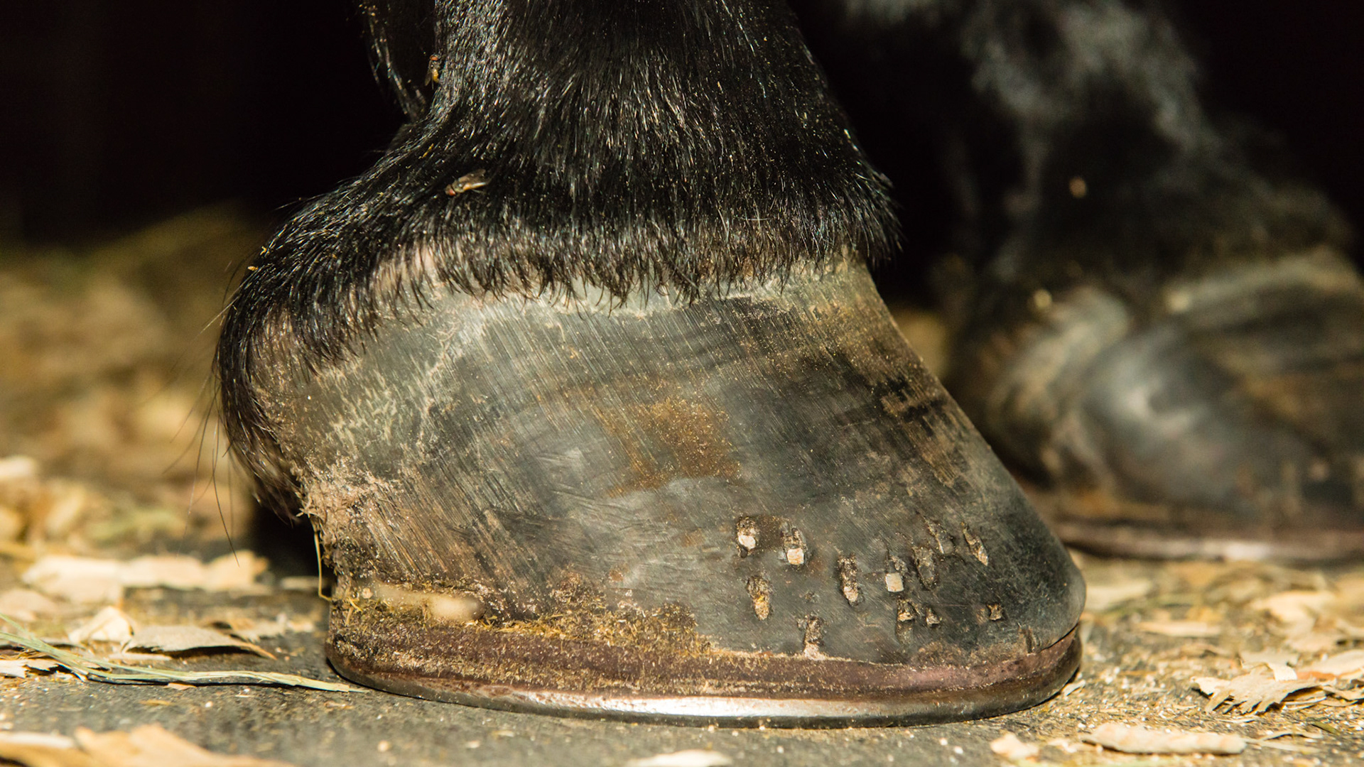 Deformed hoof in a successful competition horse. The RF has weak hoof wall material.  The profile of this hoof looks almost normal but the head on image before shows the vertical walls. The tubules are parallel to each other with bending as they get further away from the coronary band.