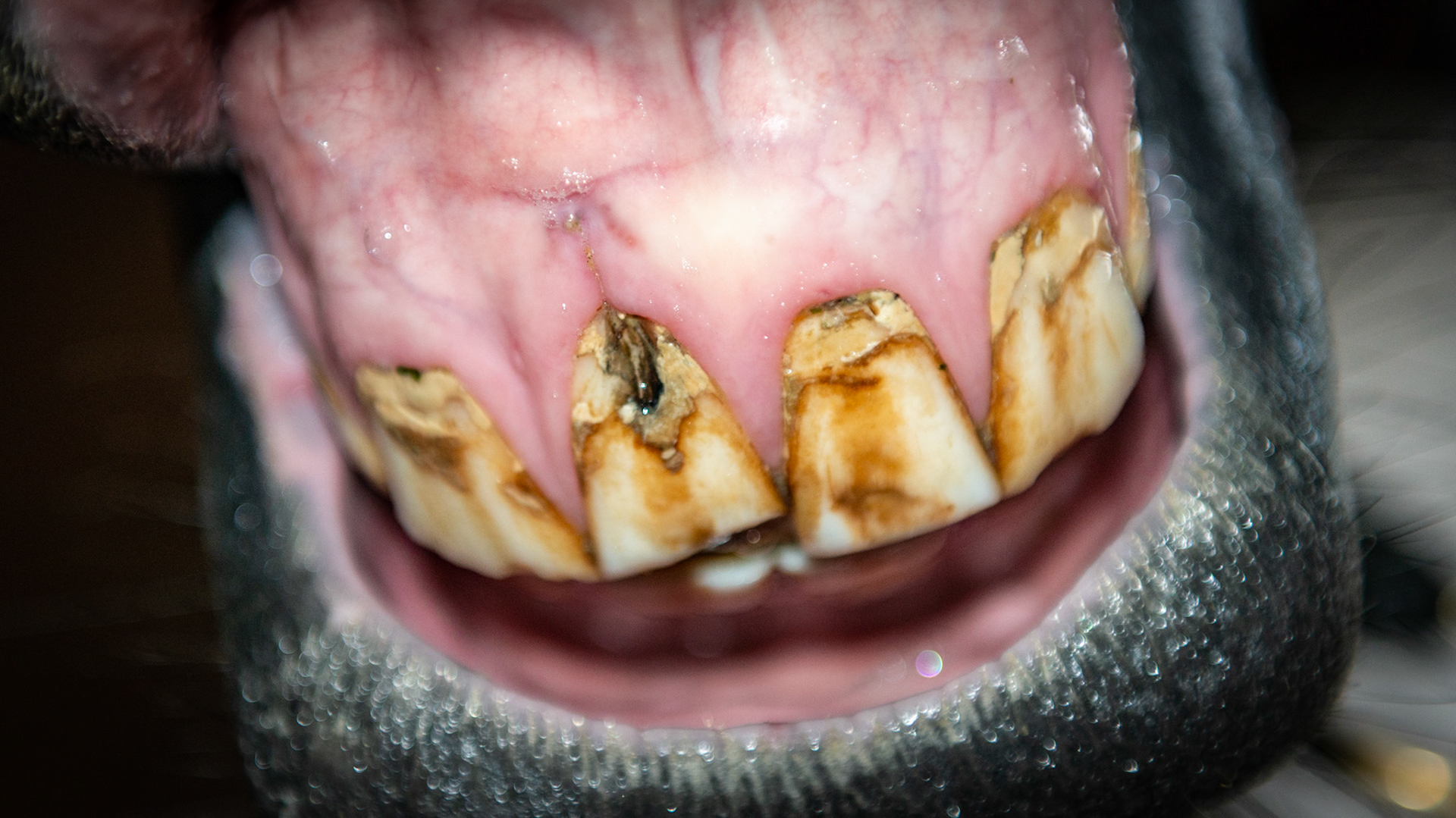 Decay of 101 incisor at the gum line. Note the tarter on all of these incisors.
