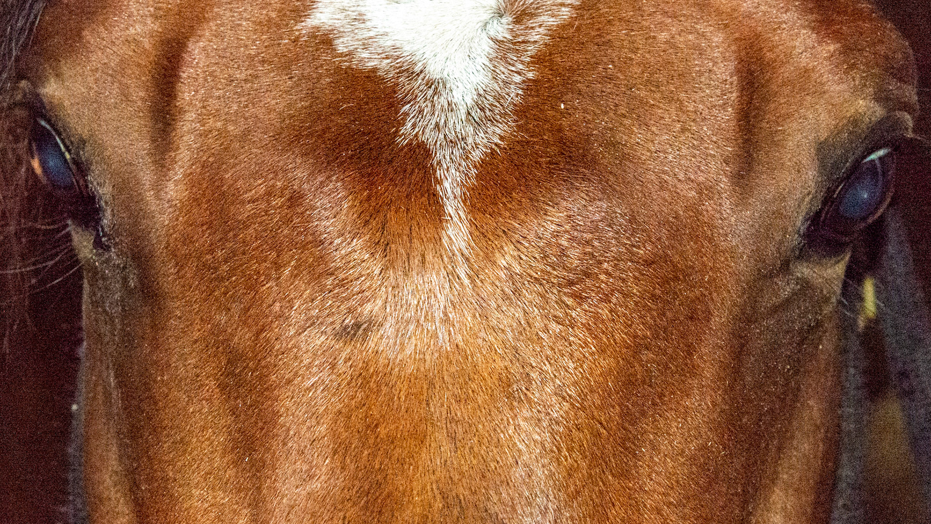 Suture periostitis. Presumptive - the vet looking at this horse did not know what these lumps across the face at eye level were nor did his x-rays help him identify them. They were spontaneous with no external indication of trauma in this 11 year old warmblood gelding.  The skull is made of flat bones (as opposed to round bones with marrow inside) and where they come together are called suture lines. The cause is unknown though trauma is most likely followed by bone instability for an unknown reason. They are non-painful and often go away over time.