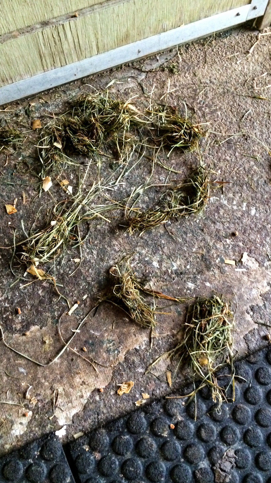 Balls of half chewed hay left on the stall floor are called quids and is an indication that the horse is unable to close the opposing occlusal surfaces of the teeth against each other. The purpose of chewing is to create a swallowable bolus but with this ability lost, the horse would rather spit out this ball and try again with a fresh bite of hay.  Usually grass is not a problem or is significantly less of a problem.