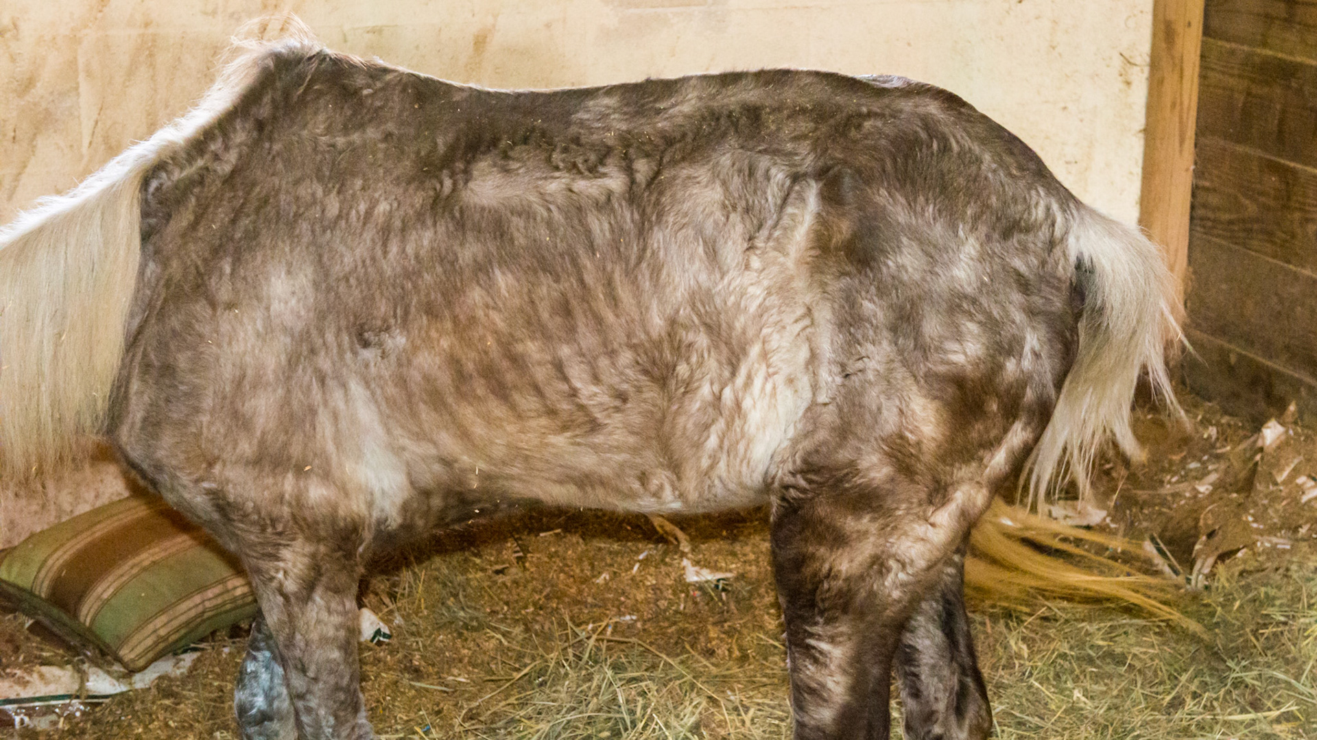 This chronically foundered pony is kept light.  The backbone has become raised as she has shifted her weight backwards off of her painful front limbs.