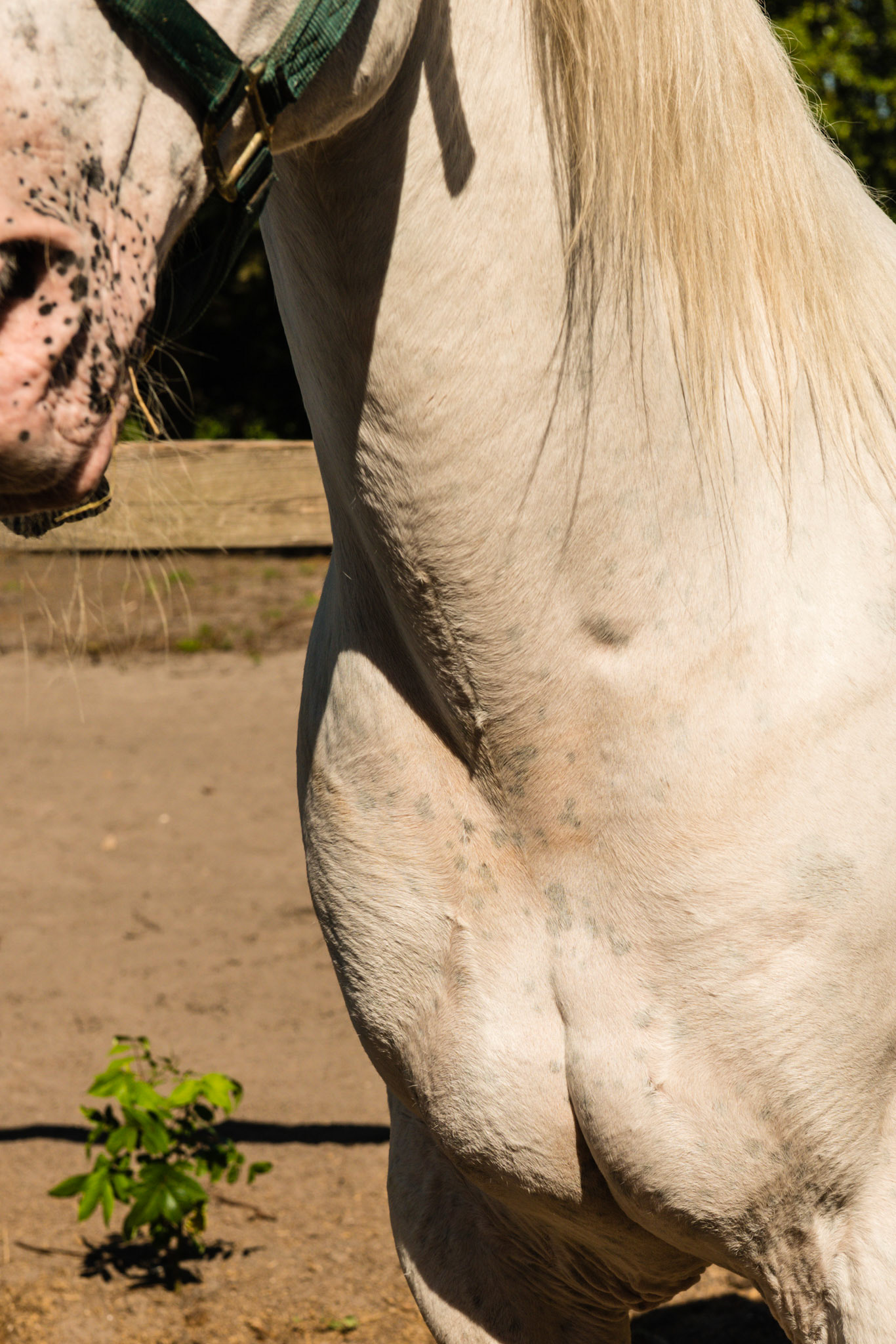 "Appaloosa Few Spot" is the official registry name for this horse according to the owner: pink skin, hair on colored spots is white, spots show when wet.