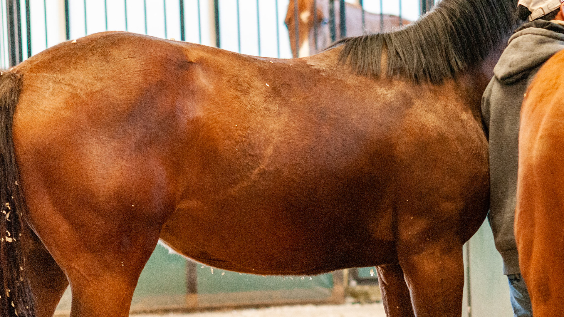 Horse A - This 2 year old has a parrot mouth but as you will see in the body shot of this horse, he is in good condition.