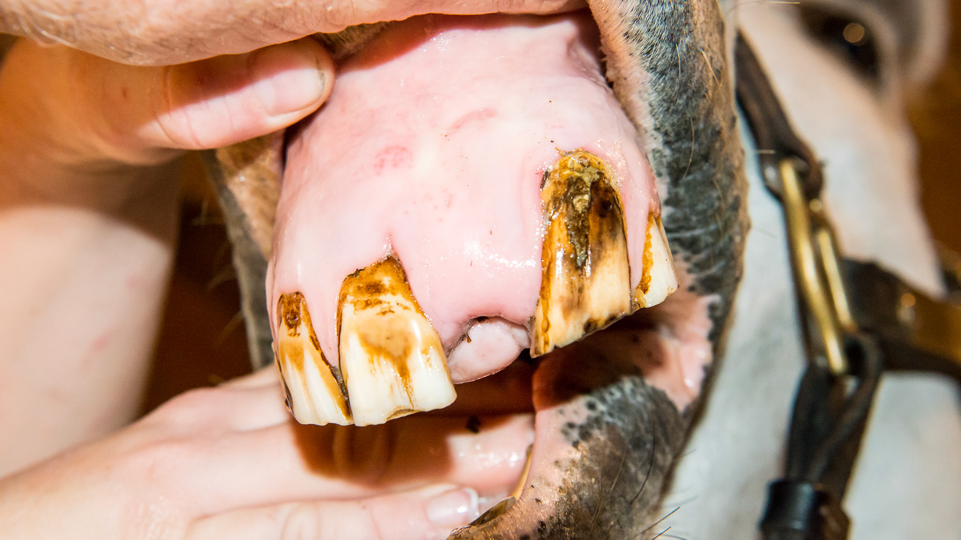 Incisor absence horse 3 - #201 was extracted at the university in July 2015 1 month after the previous pictures and 5 months prior to this picture. They called it a supernumerary tooth but the owner never received a pathology report.