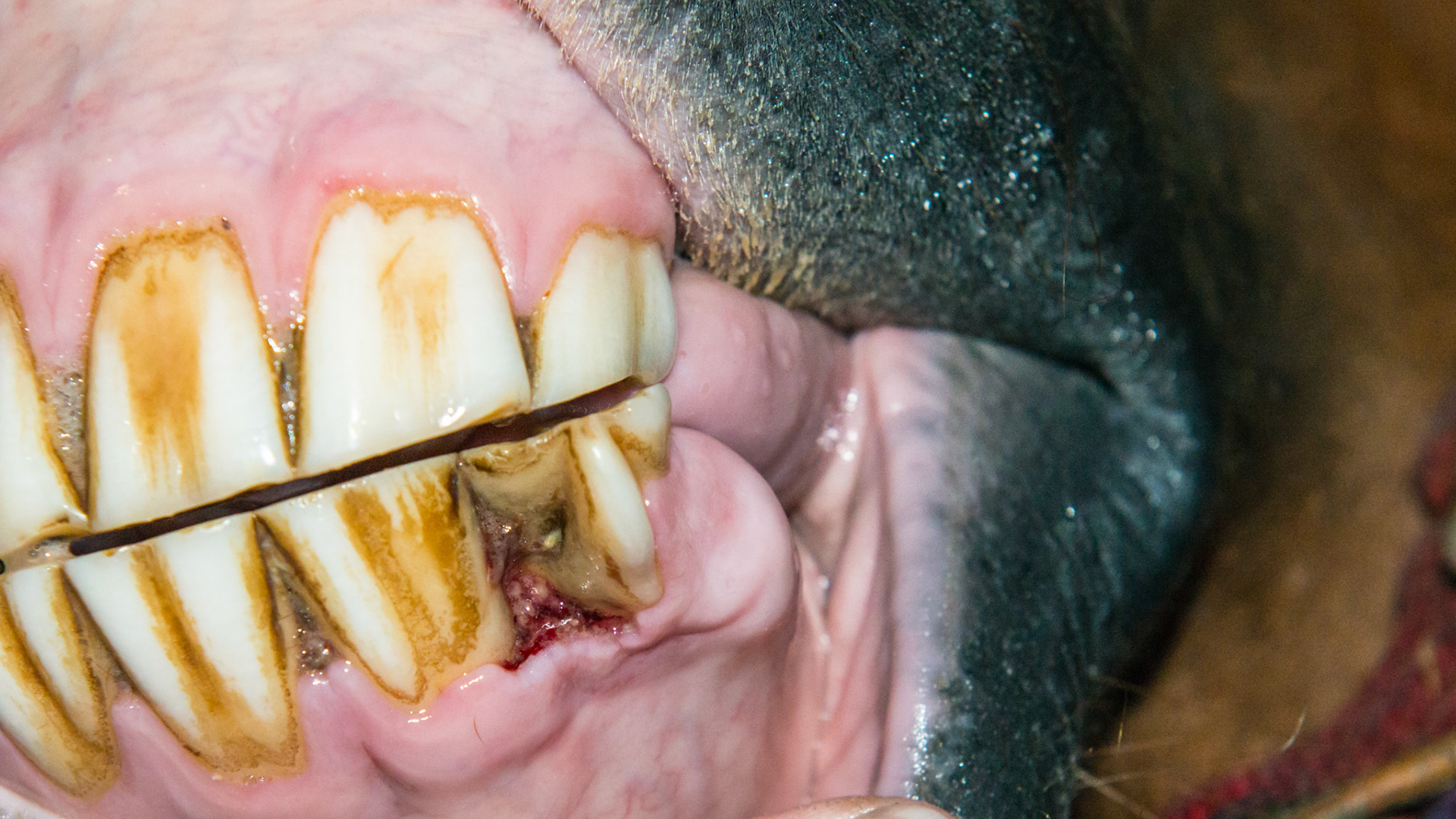 Horse M - 303 malformed. It looks more like a cheek tooth. The soft tissue between 302 and 303 is inflammed and raw but has no odor and is not painful.  The tongue cannot reach this area to clean it but the tooth has been smoothed indicating she has tried. Plan - either remove it (surgery with not improvement in mare's condition) or leave it (it's not bothering her, it may self resolve as she erupts more over time, or it will be easier to extract when the soft tissue deteriorates more303 malformed. It looks more like a cheek tooth. The soft tissue between 302 and 303 is inflammed and raw but has no odor and is not painful.  The tongue cannot reach this area to clean it but the tooth has been smoothed indicating she has tried. Plan - either remove it (surgery with not improvement in mare's condition) or leave it (it's not bothering her, it may self resolve as she erupts more over time, or it will be easier to extract when the soft tissue deteriorates more