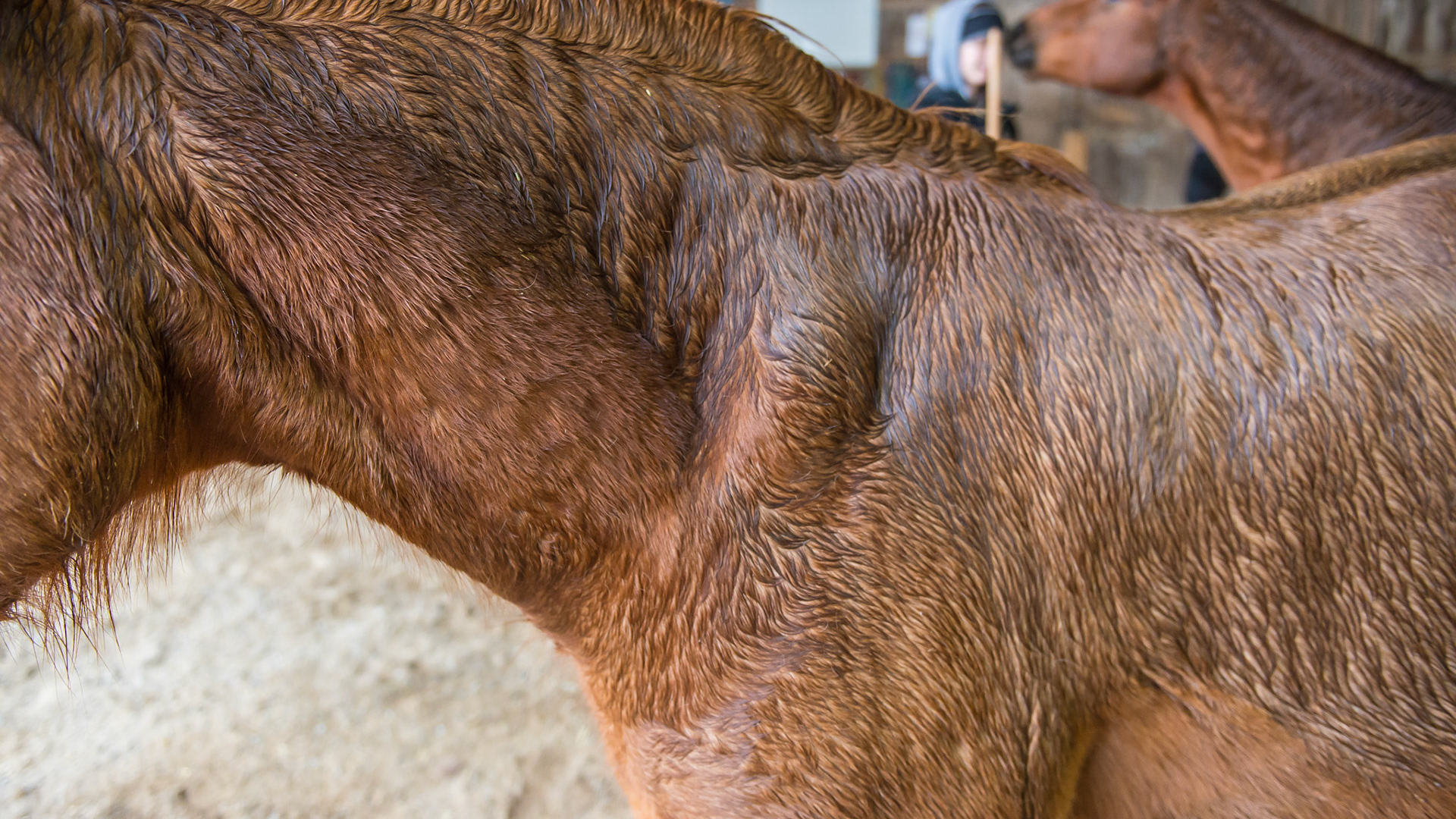 Assertion by some male horses can cause damage to the shoulder areas of the less dominant horse as seen in these photos. This horse has non-painful masses in front of the shoulder blade associated with the horses biting and holding onto the flesh of this horse.  In more aggressive horses, this damage can be more severe leading to a hole from one side of the neck to the other.