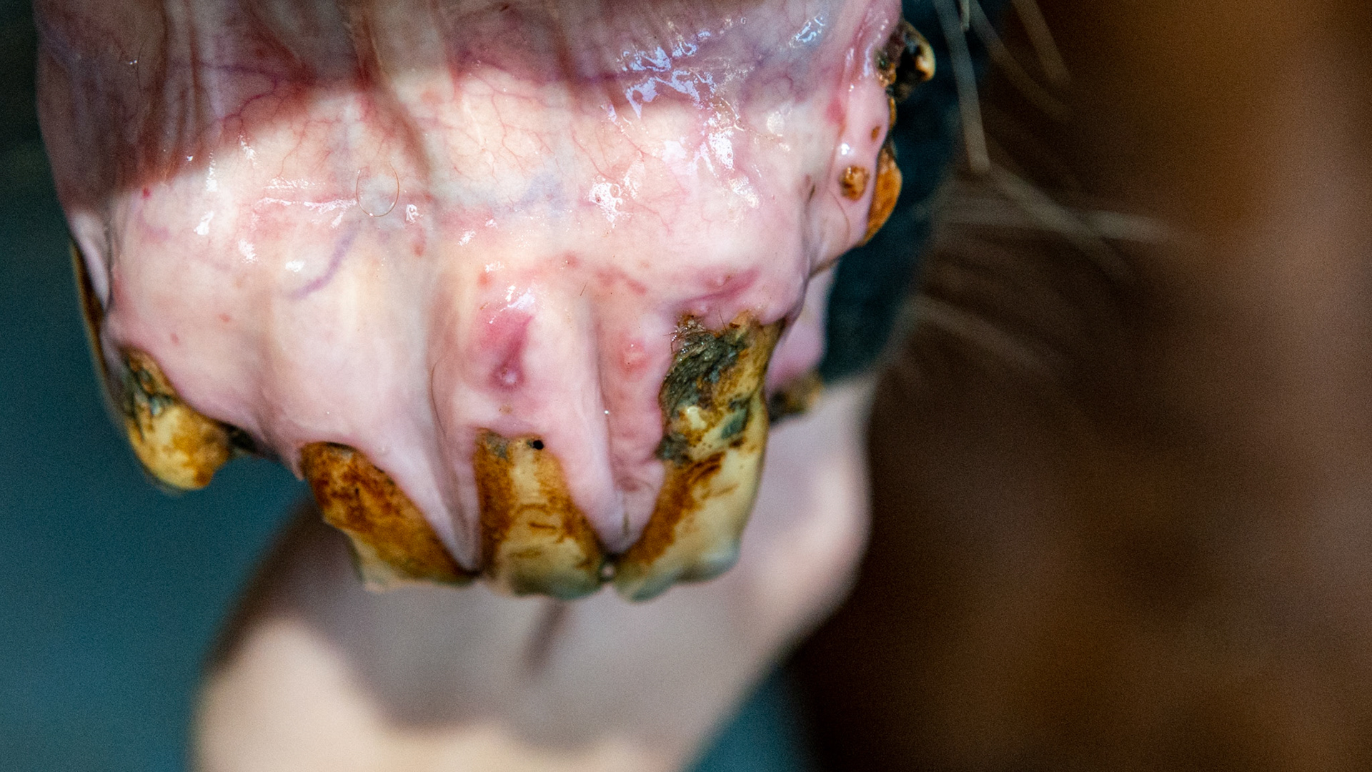 EOTRH horse 6 - Taken 8 months after extraction of decayed and fractured 403-  base of 402 exposed but firm in the mouth. All teeth firm with no bad smell or pain when filed with the small canine file. Cheek teeth not affected and in great shape in this 29 year old.