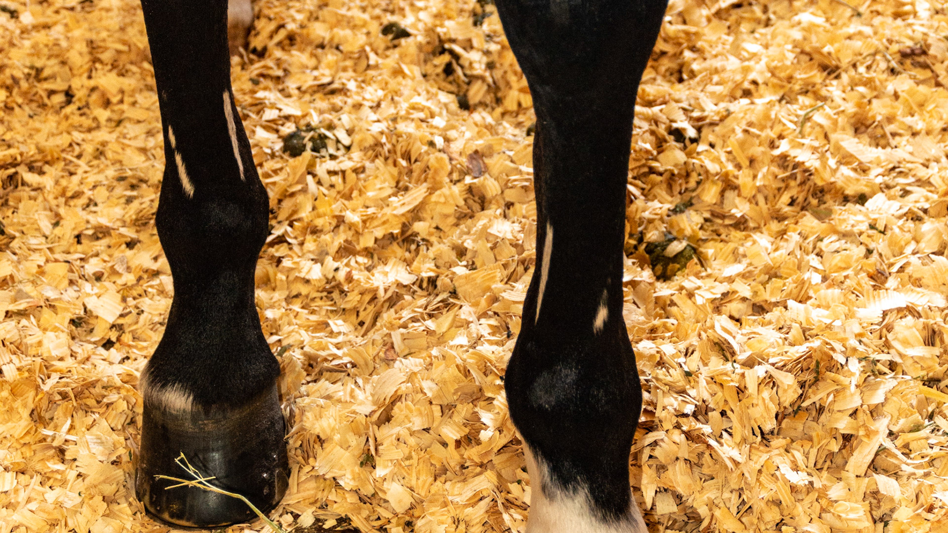 White scar hairs on cannon bones