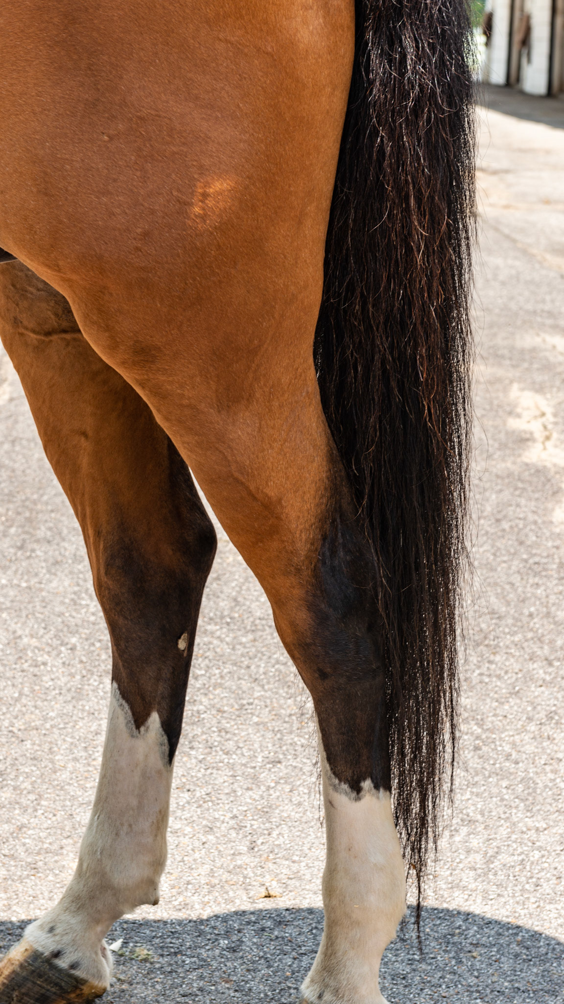 Blood bay has the black legs, mane and tail but the rest of the body is a reddish brown or mahogany.  A regular bay has a darker, almost black body.