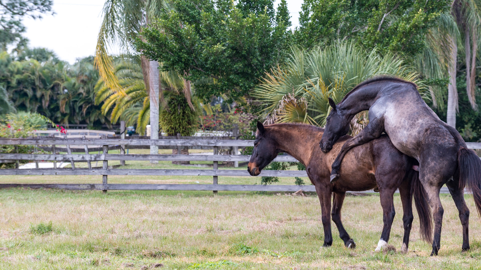 23/25 - And the dismount