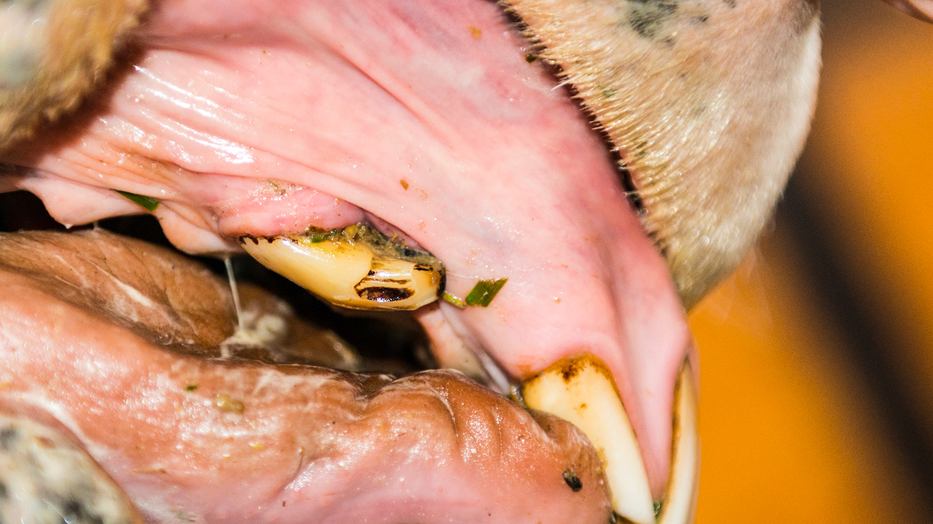 Canine #104 faces rostrally - the space has been cleared of food.