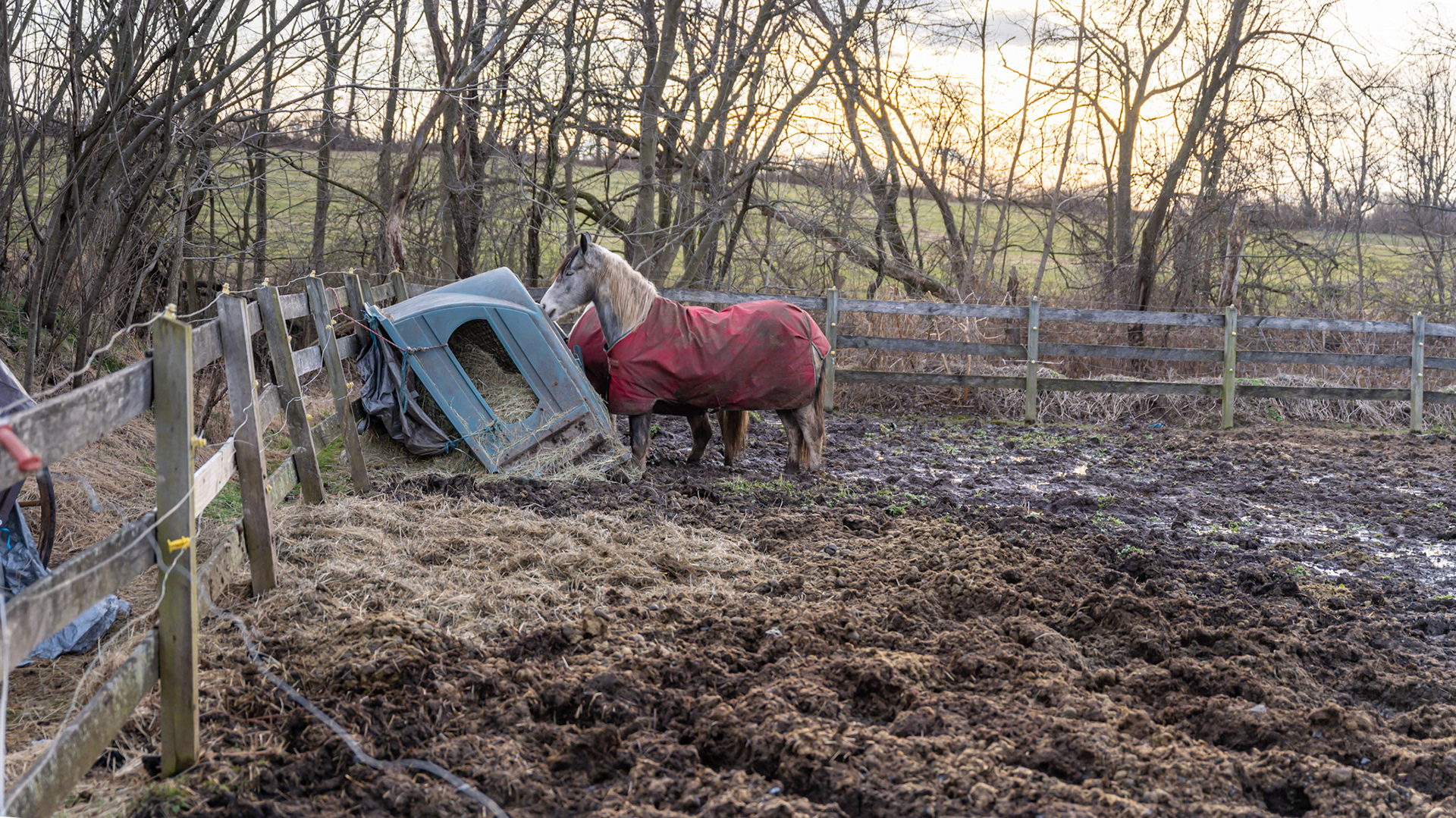 Knee and hock-deep mud with nowhere to go to remain warm and dry. There is a shed, but it also has a mud floor, just not as deep. The hay manger is in disrepair and is dangerous. The fence line is in disrepair with a loose hot wire - all potential injury causes.