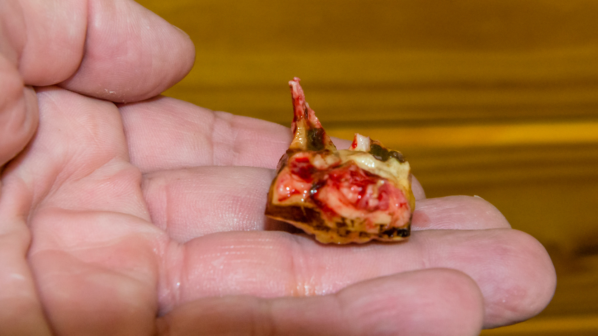 Long tag on a cheek tooth cap could have become a cap remnant.