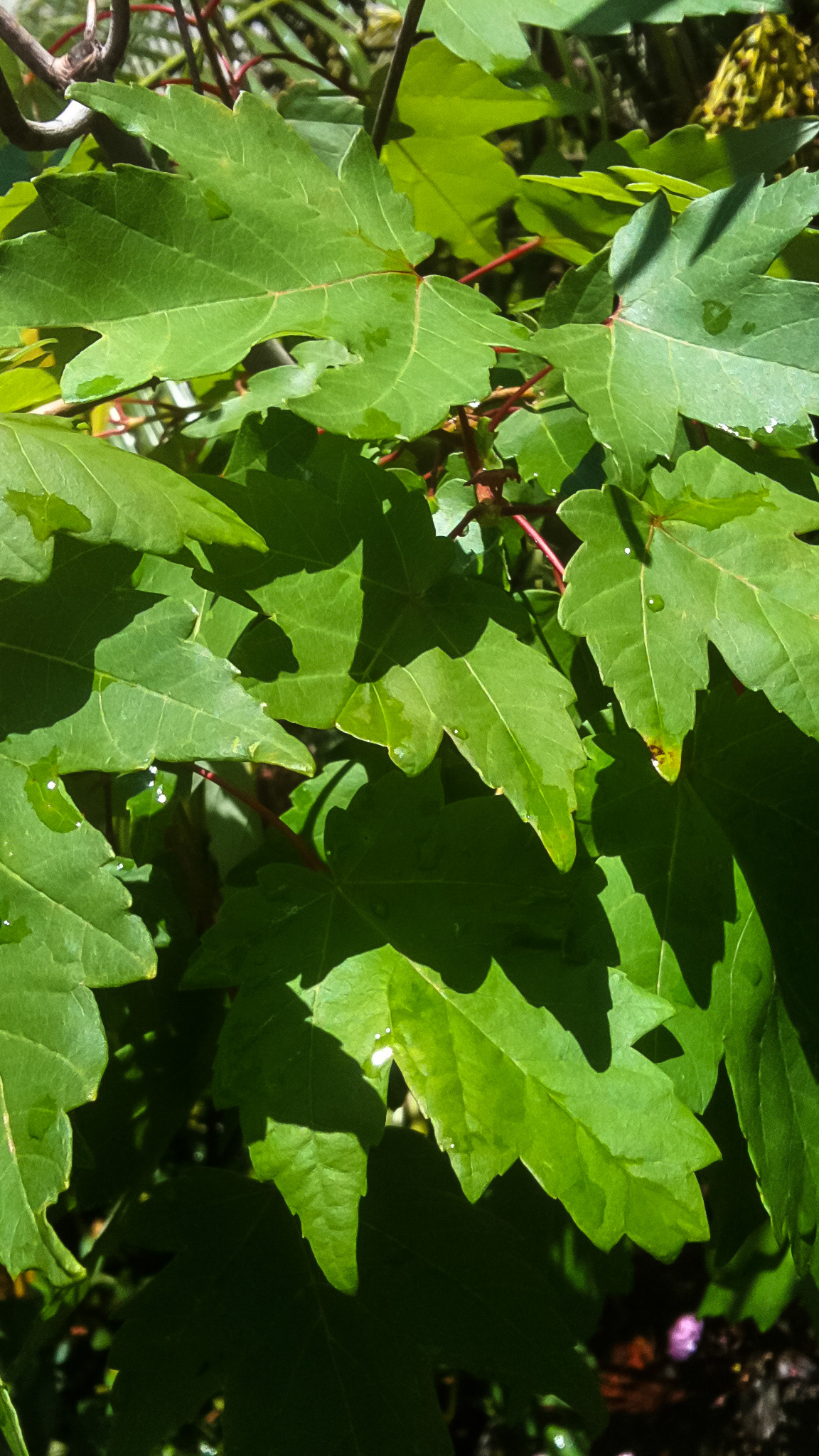 Red maple trees for sale at Home Depot.