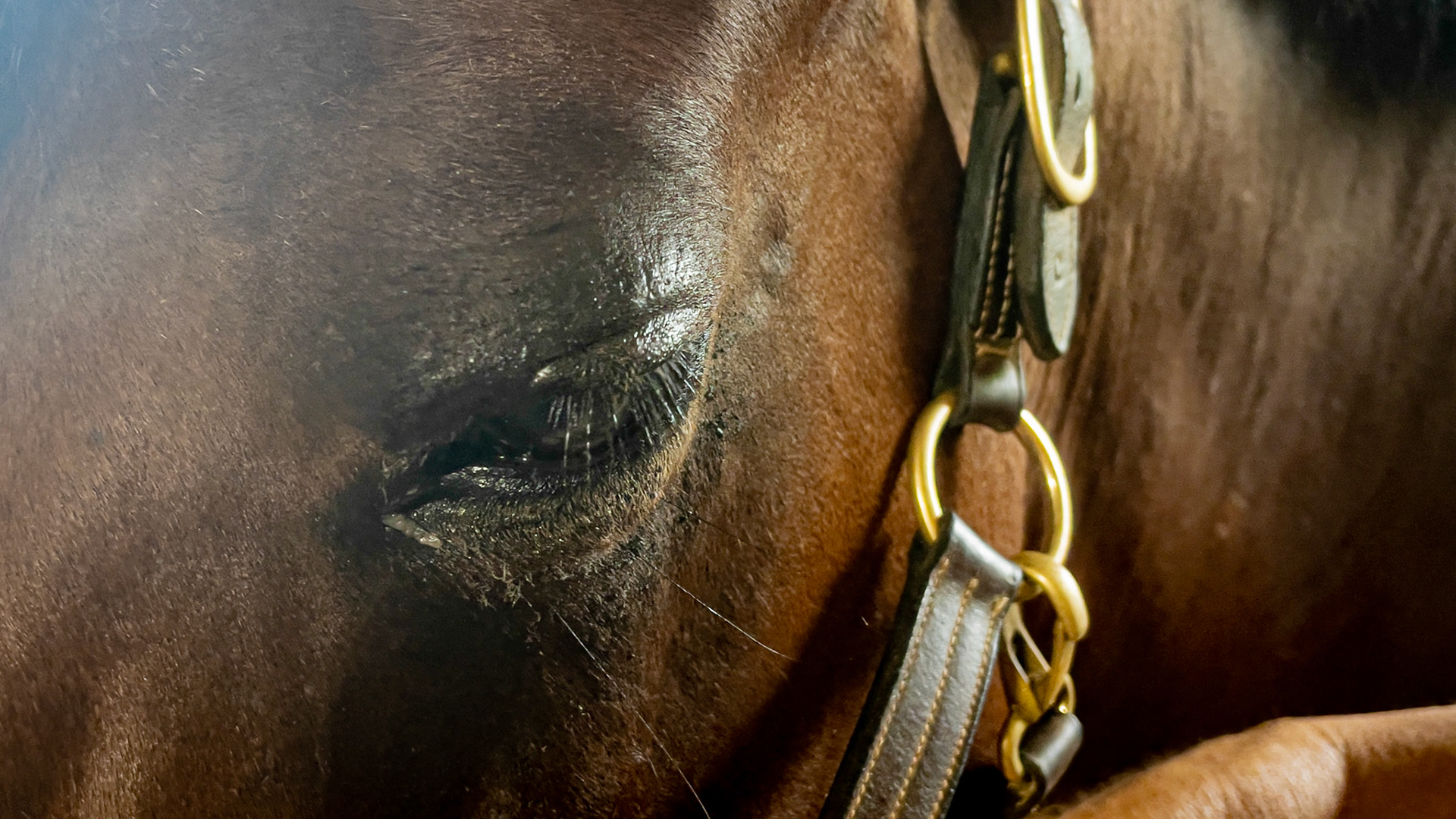 Keratitis (inflammation of the cornea) was diagnosed at a vet college.