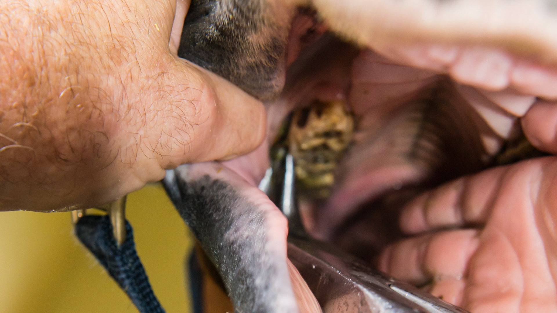 Cheek teeth fracture horse 8 -Extraction of fractured piece from buccal 107 with associated buccal ulcer. While slightly out of focus, you can see the tips of the forceps getting into position as the right hand keeps the mouth open.