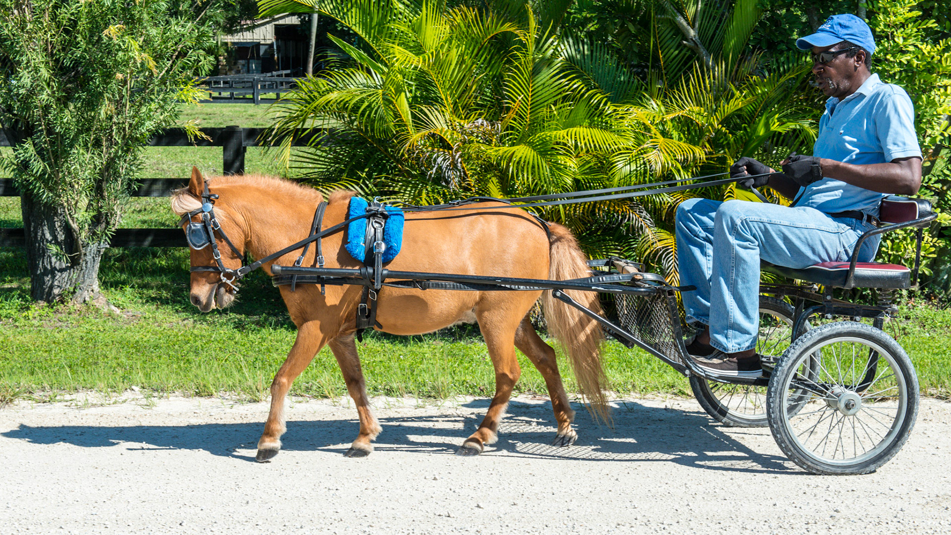 "Godzilla" being exercised to keep his slim waistline. This is the BEST way to keep the weight off of a mini.