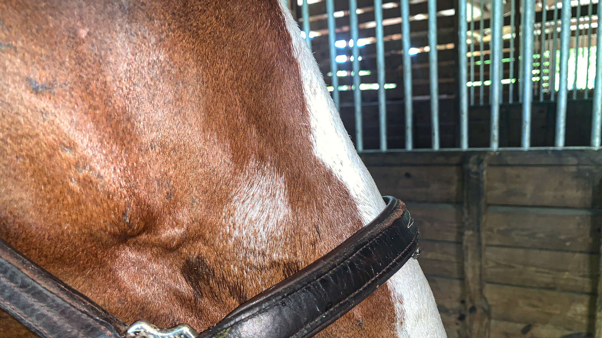 Sabino spot on the face.