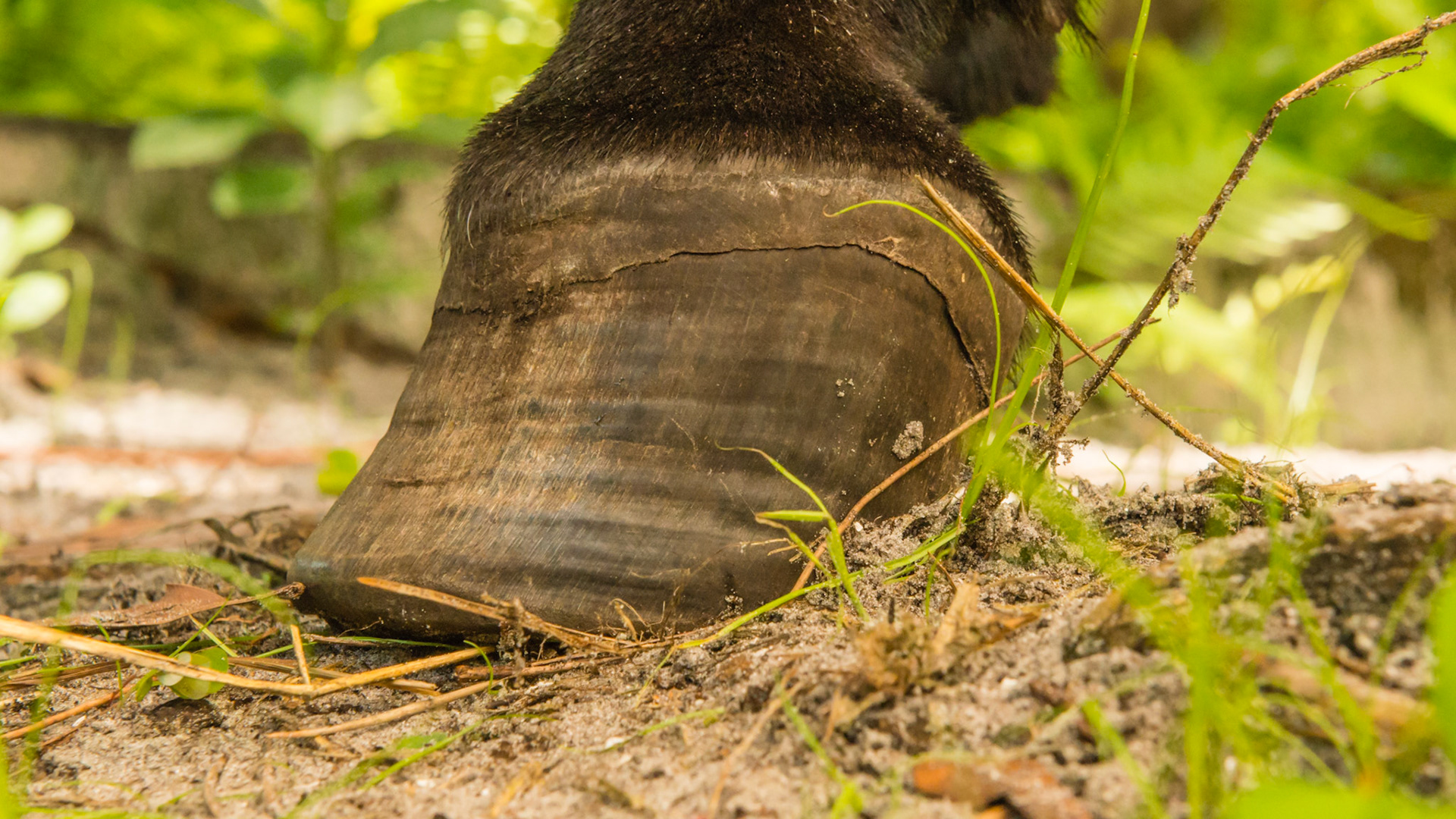 Mini w/ chronic laminitis that started 8 yrs ago - no signs of hoof pain today BSC = 5