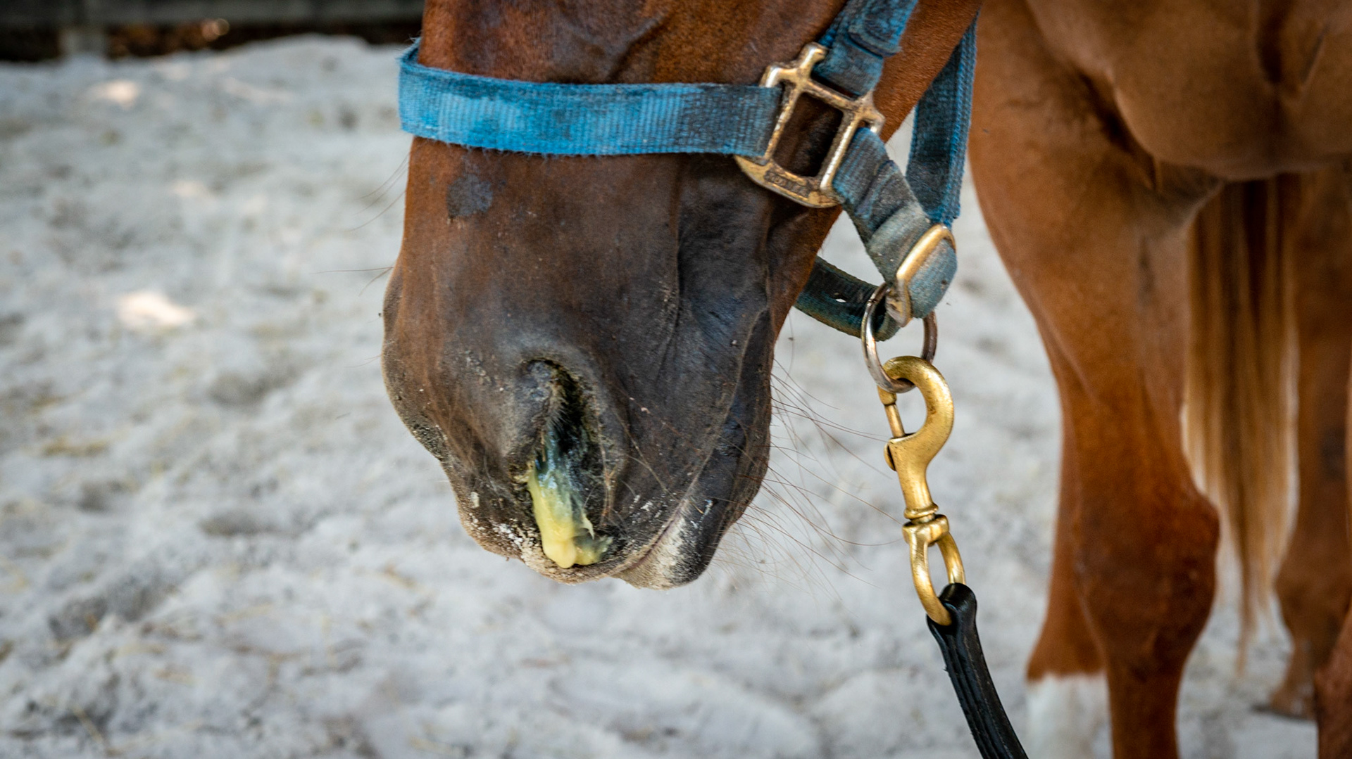 Nasal discharge was in 2 of the 3 horses on this farm. Both started about 1 week after going on a trail ride with other horses and sharing a common watre source. No fever, eating well, no swollen lymph nodes.  Assume this is strangles until proven otherwise due to history, multiple horses affected, and physical characteristics of the discharge.