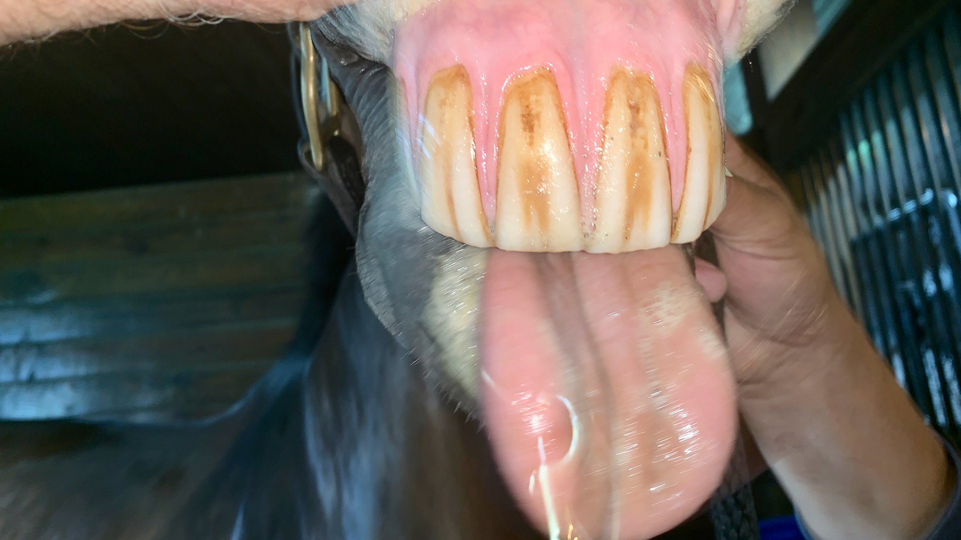 A 14 year old warmblood mare that has had all lower incisors and part of the mandible surgically removed due to a rare and rapidly growing tooth neoplasia. See the video of her harvesting grass with no problems.