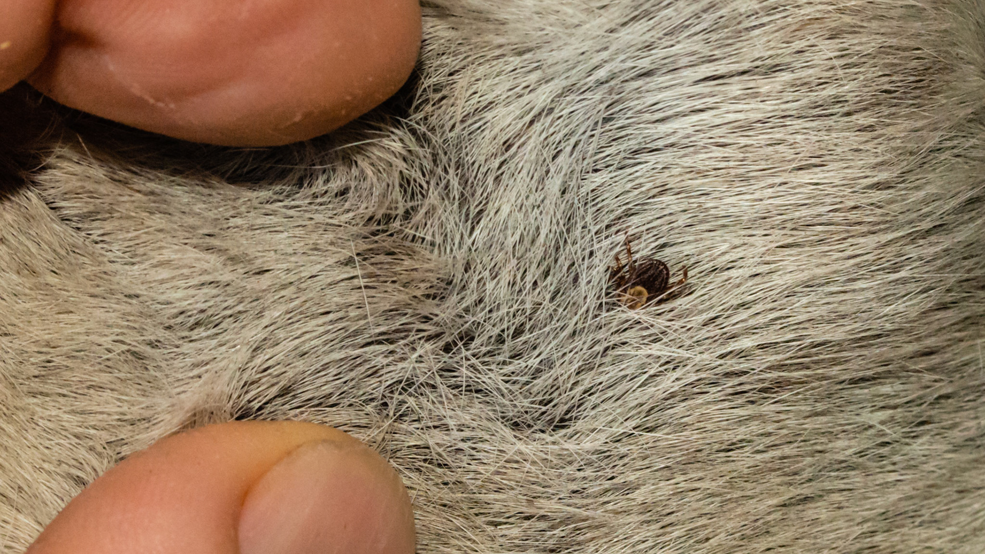 Tick on forehead below left ear.