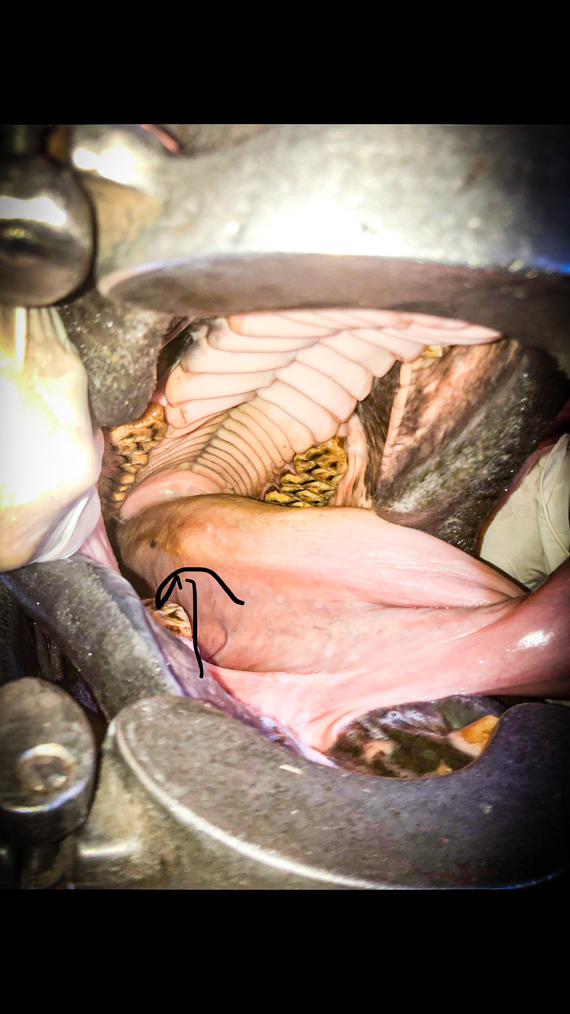 Needle horse - The owner’s picture with an arrow drawn showing the lump on the tongue.